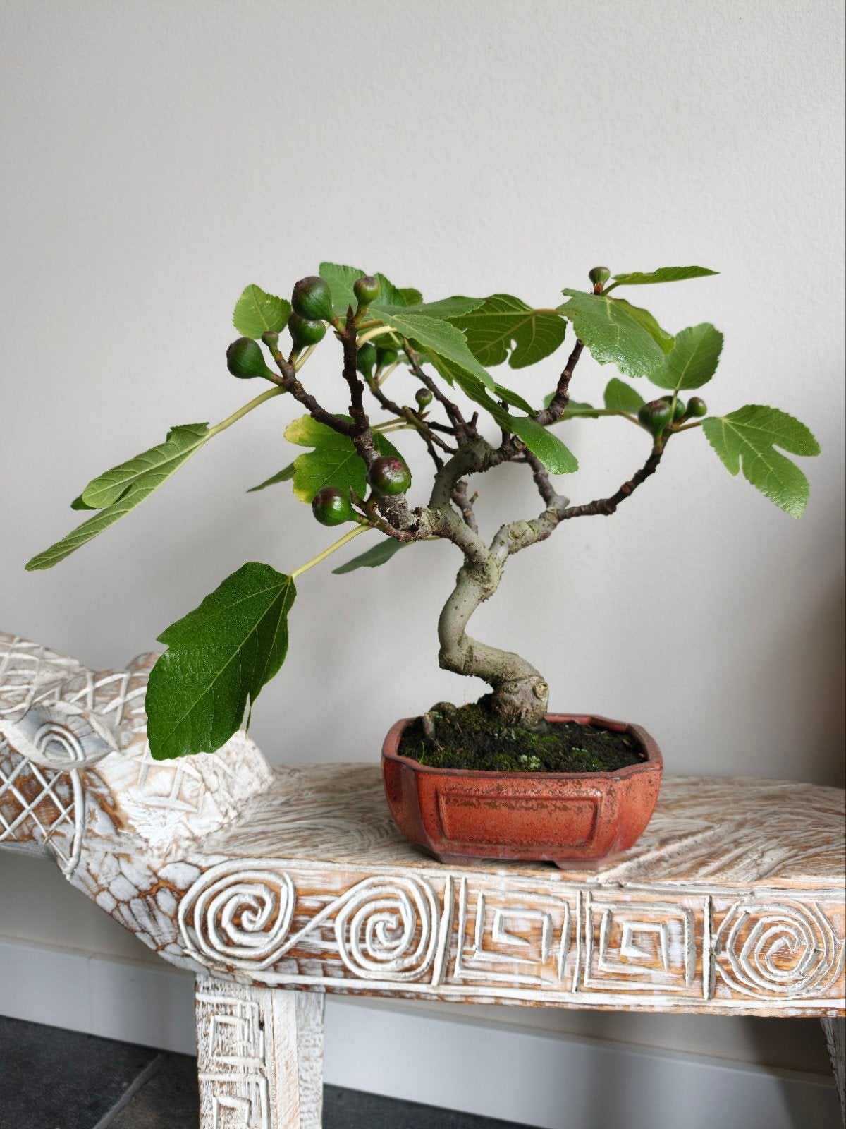 Ficus Carica 'Vijg' bonsai (met vijgen), Volle zon, Bloeit niet, Minder dan 100 cm, Overige soorten