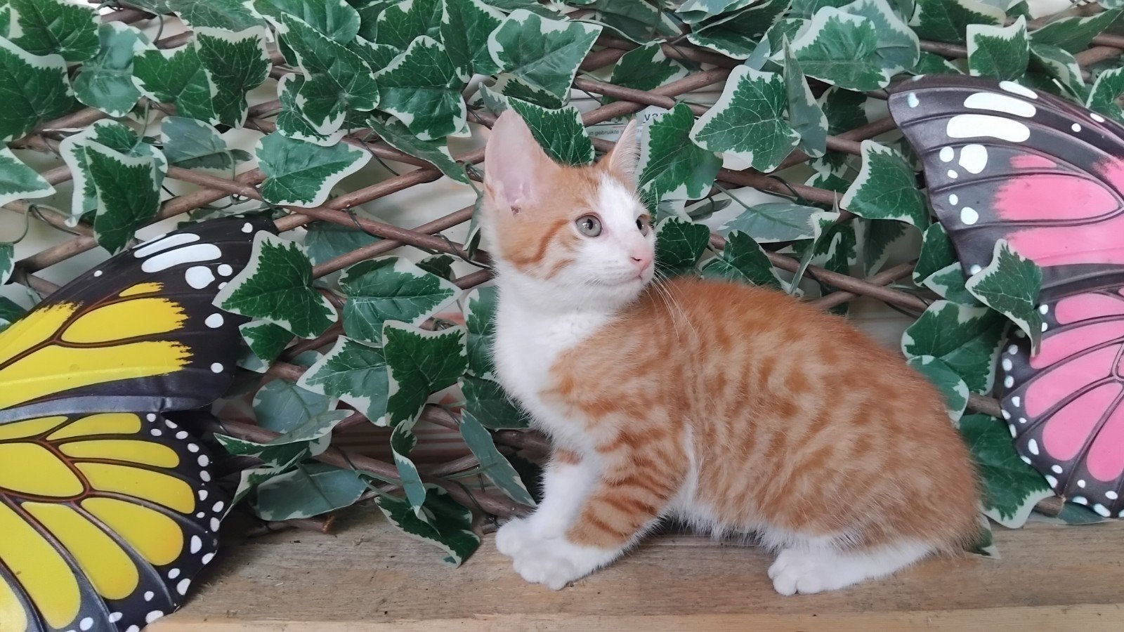 te koop kitten poesje, Poes, 0 tot 2 jaar