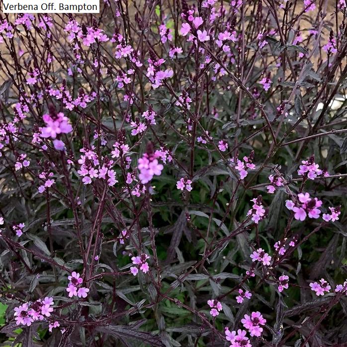 tuinplanten, Volle zon, Vaste plant, Zomer, Ophalen