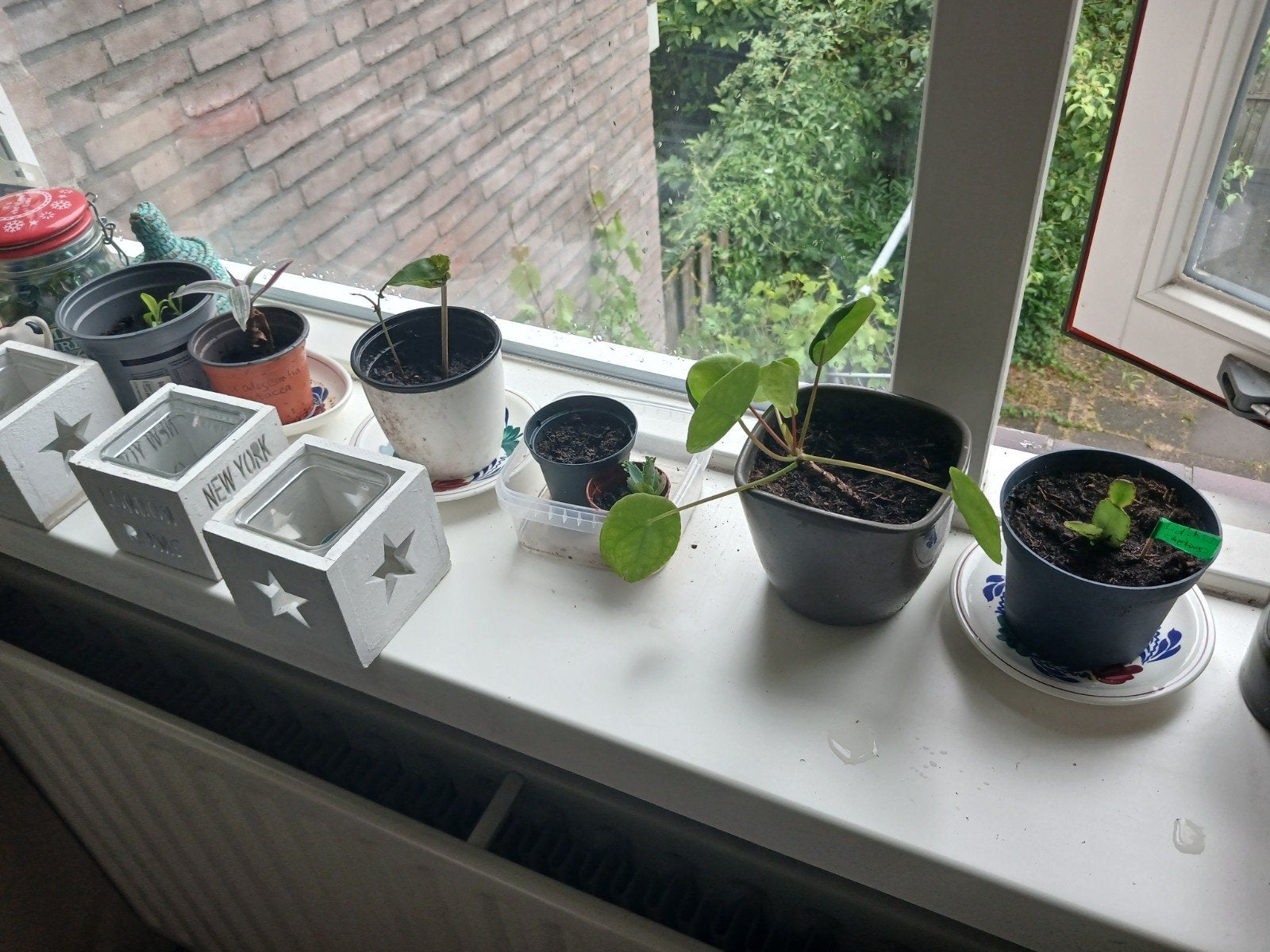 Gratis plantjes en stekjes gezocht (ruilen mogelijk!), Ophalen