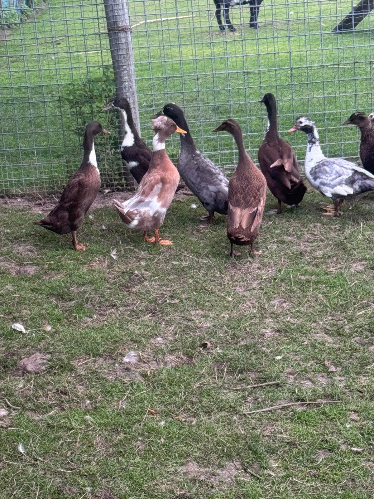 Eenden , muskus en fles/ loop eenden, Meerdere dieren, Eend