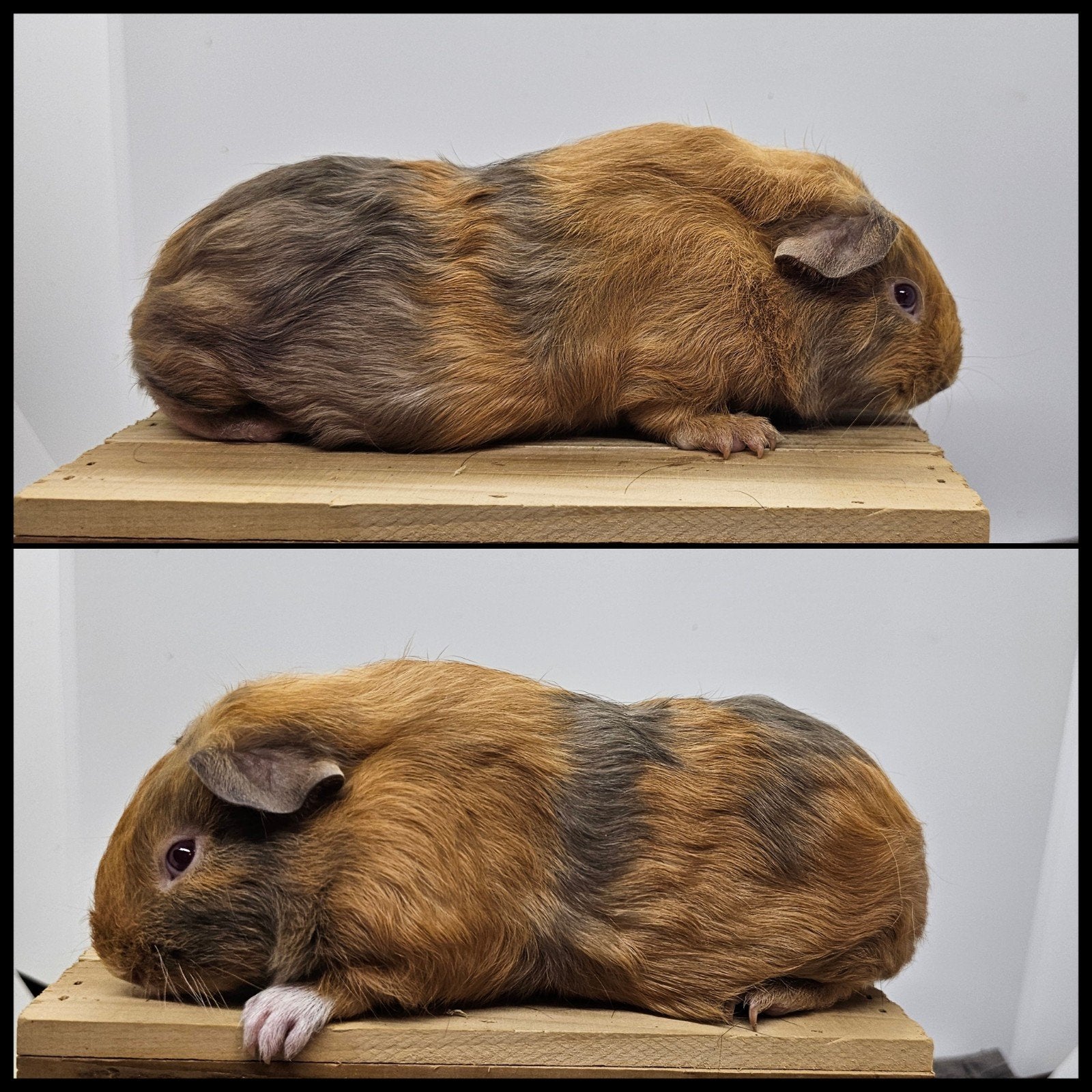 Lilac goud skinnydrager, Cavia, Mannelijk, Mei, Tam
