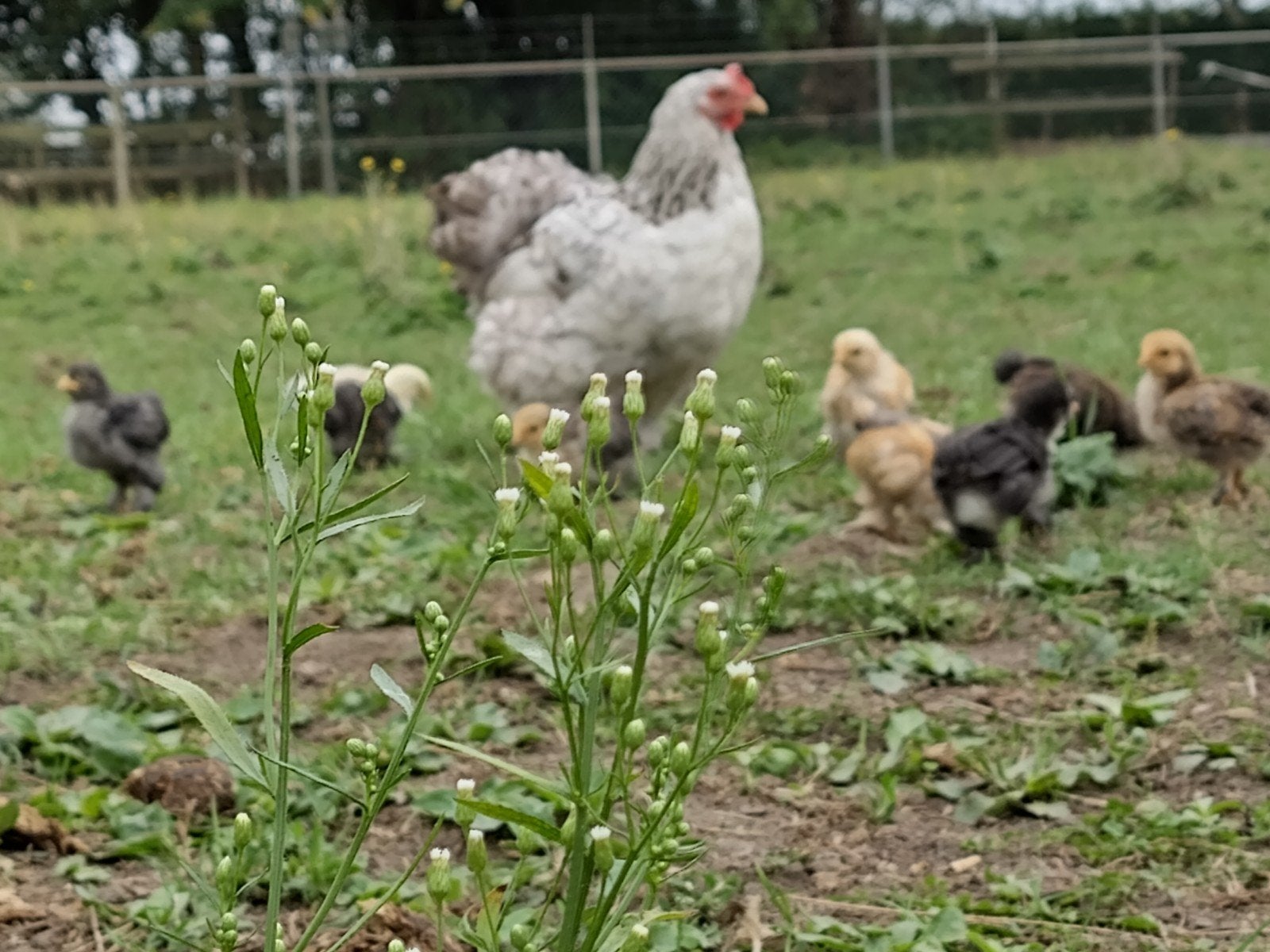 Kuikentjes Cochin kriel, Dieren en Toebehoren, Pluimvee, Geslacht onbekend, Kip