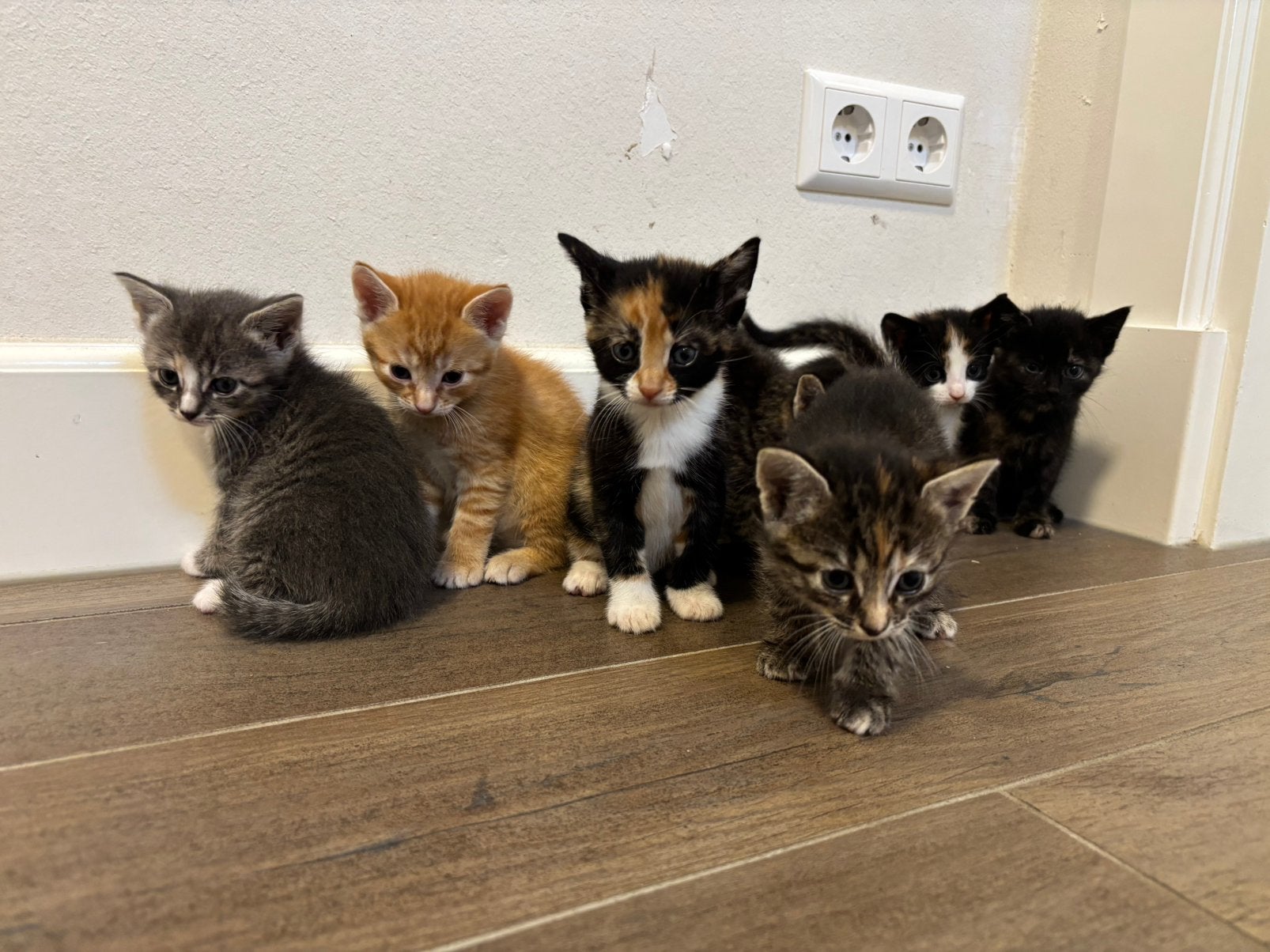🥰 Super lieve sociale kittens 😀, Meerdere dieren, Kortharig, 0 tot 2 jaar