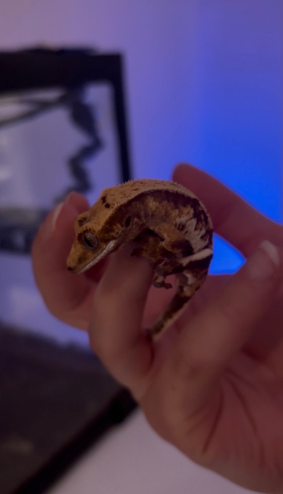 Friendly Crested Gecko