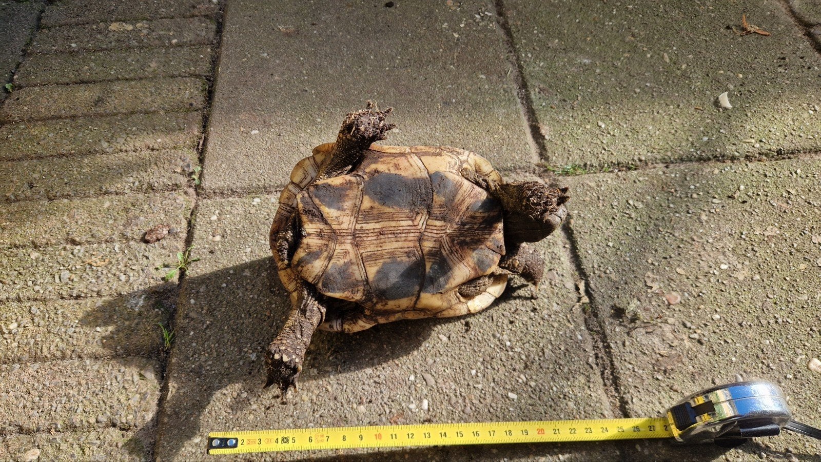 Griekse Landschildpad Tortoise photo 5