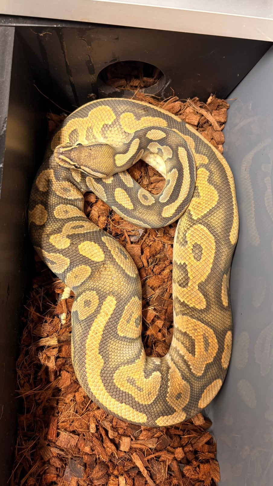 Ball python orange dream cinnamon hypo 100% het piebald Ball Python - unknown for sale from KAS