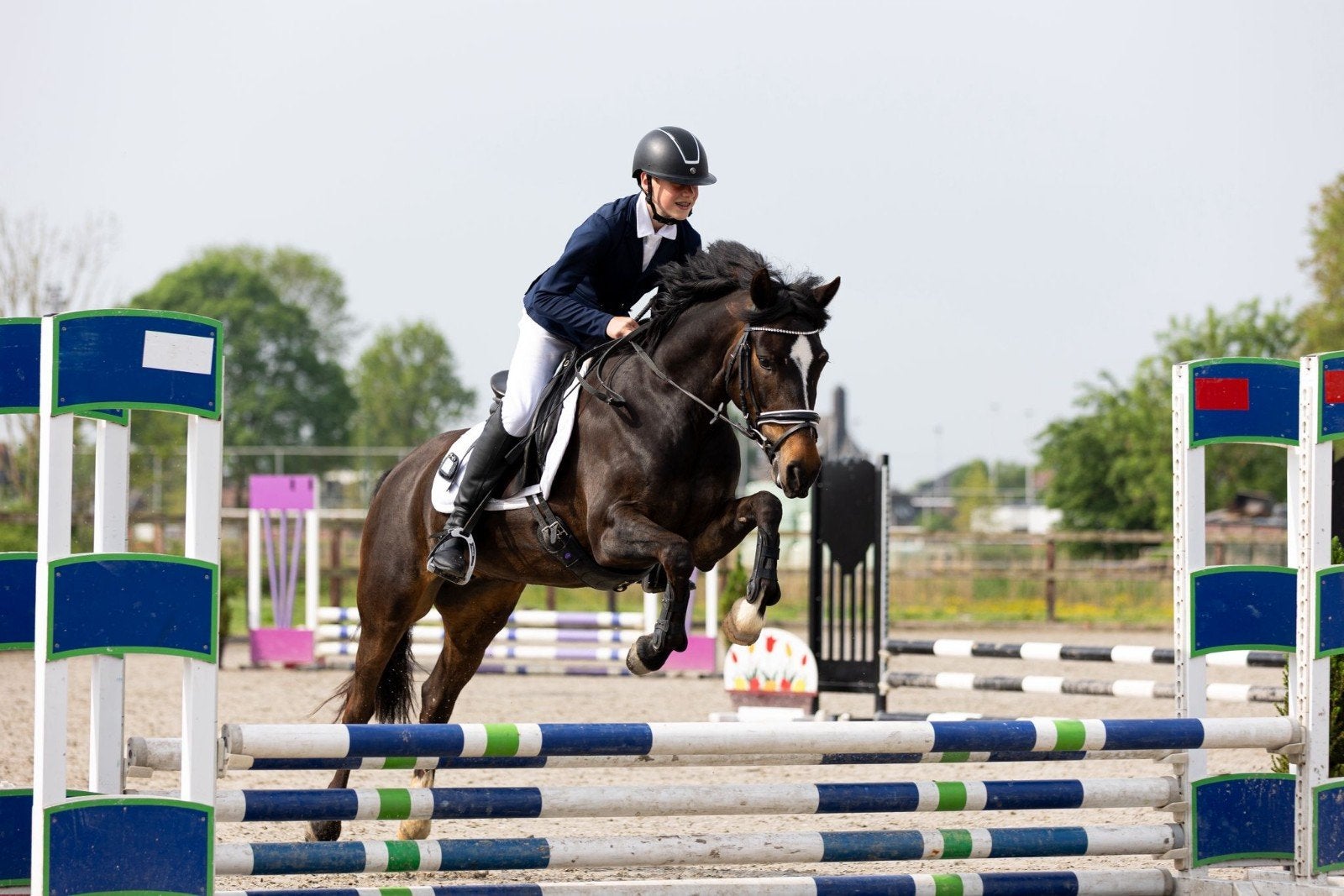 D-pony De Scharf's Bouny Rojane – 5-jarige New Forest, Dieren en Toebehoren, Merrie, D pony (1.37m tot 1.48m), Springpony