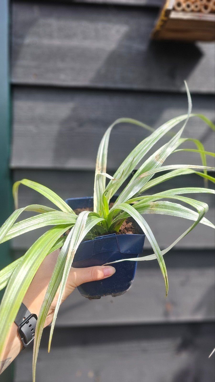 Astelia, Tuin en Terras, Planten | Tuinplanten, Ophalen, Volle zon, Vaste plant, Siergrassen