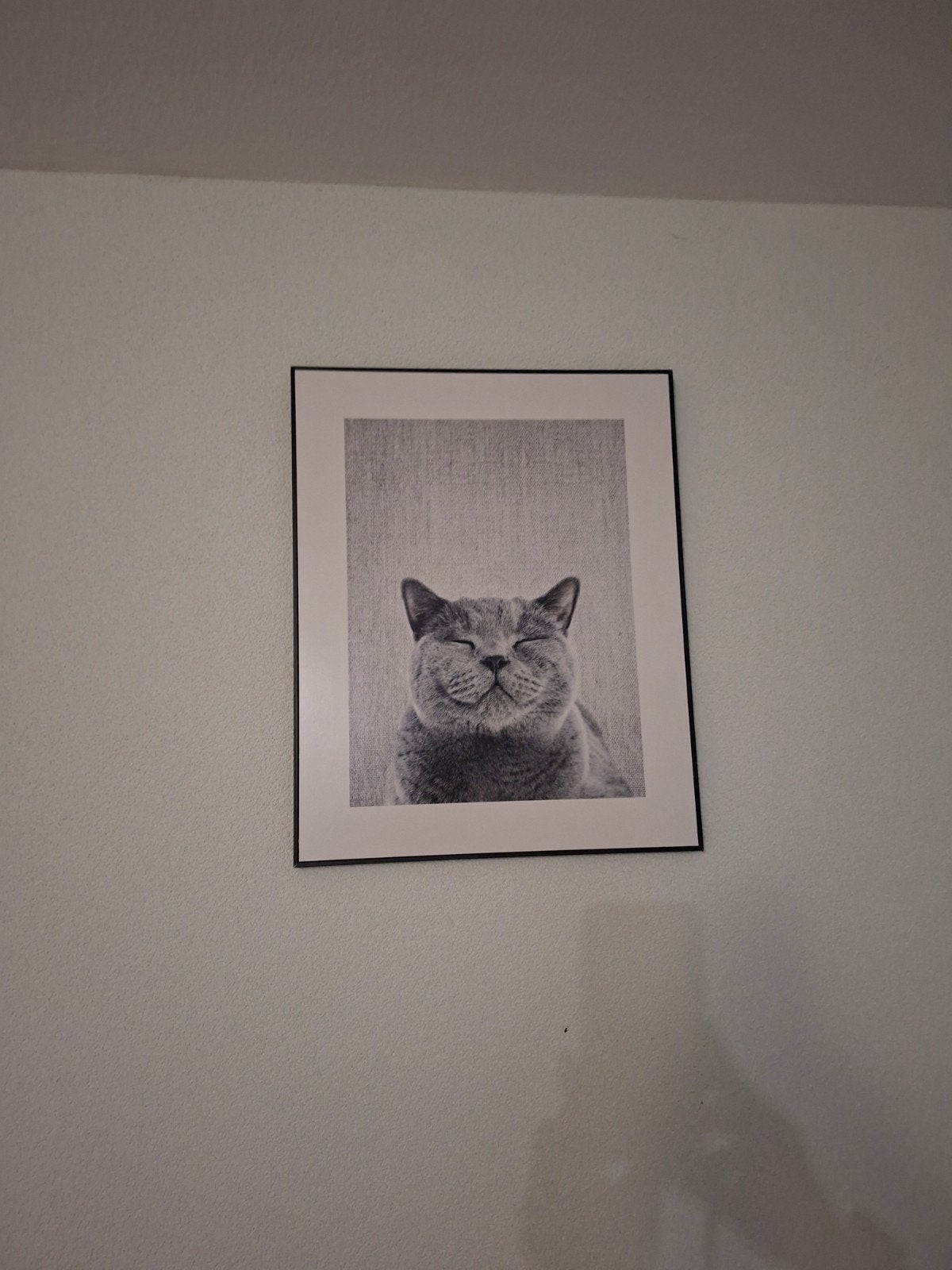 Leuke foto schilderij van een kat, Ophalen, Minder dan 50 cm, Schilderij