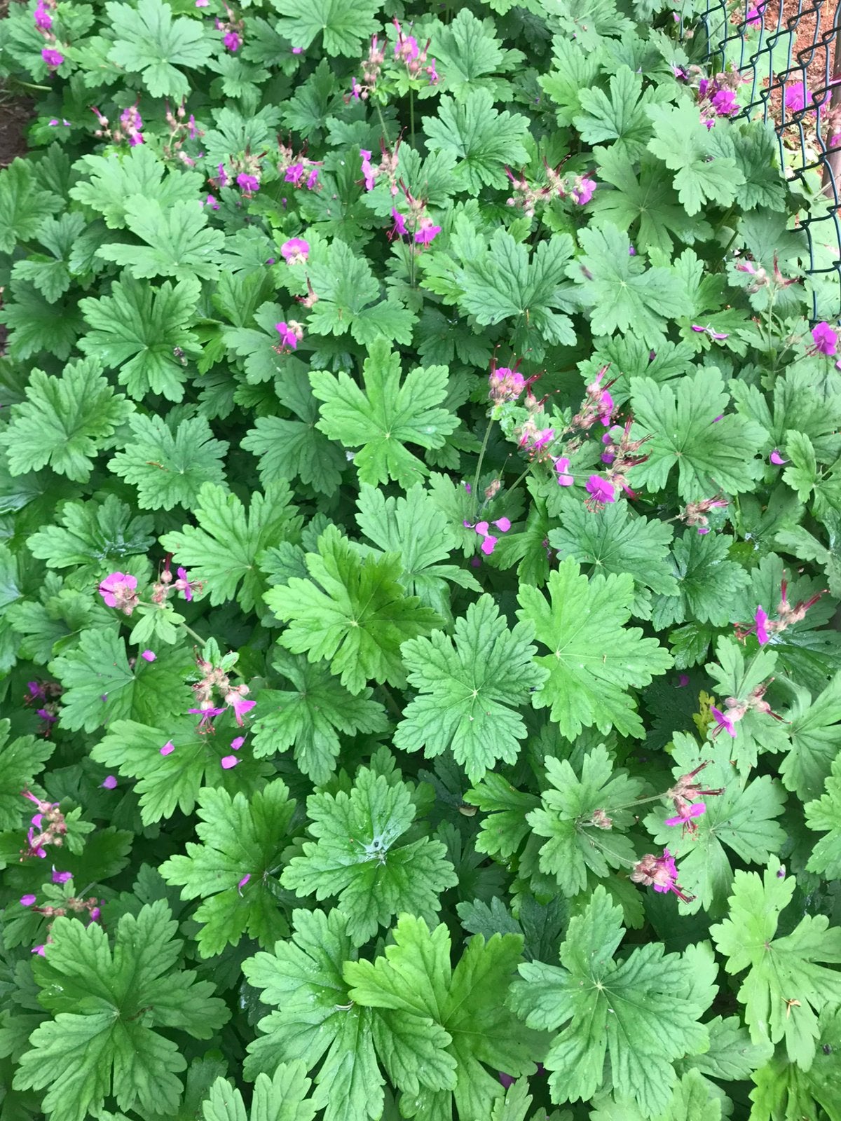 22 Biologische Geraniums rotsooievaarbek winterhard, Ophalen, Bodembedekkers, Halfschaduw