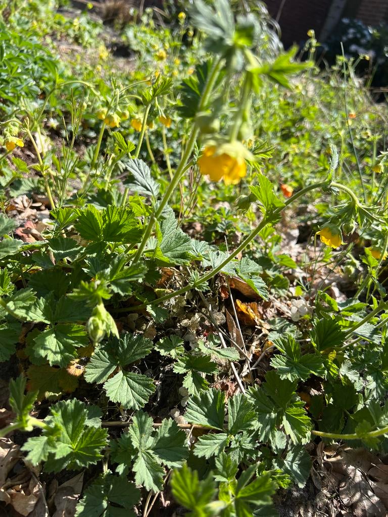Knikkend Nagelkruid (Geum rivale) - Vaste plant, Vaste plant, Halfschaduw, Lente, Ophalen