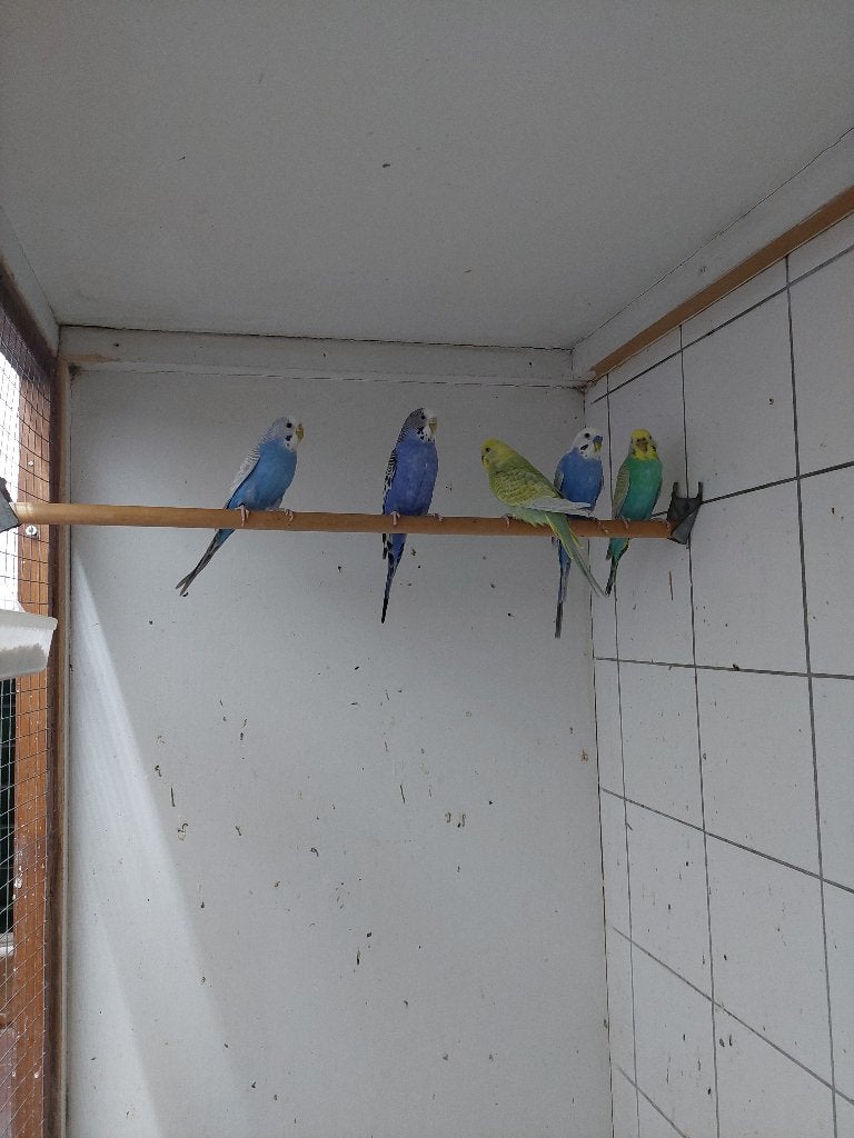 Volwassen Grasparkietjes, Dieren en Toebehoren, Vrouwelijk, Parkiet