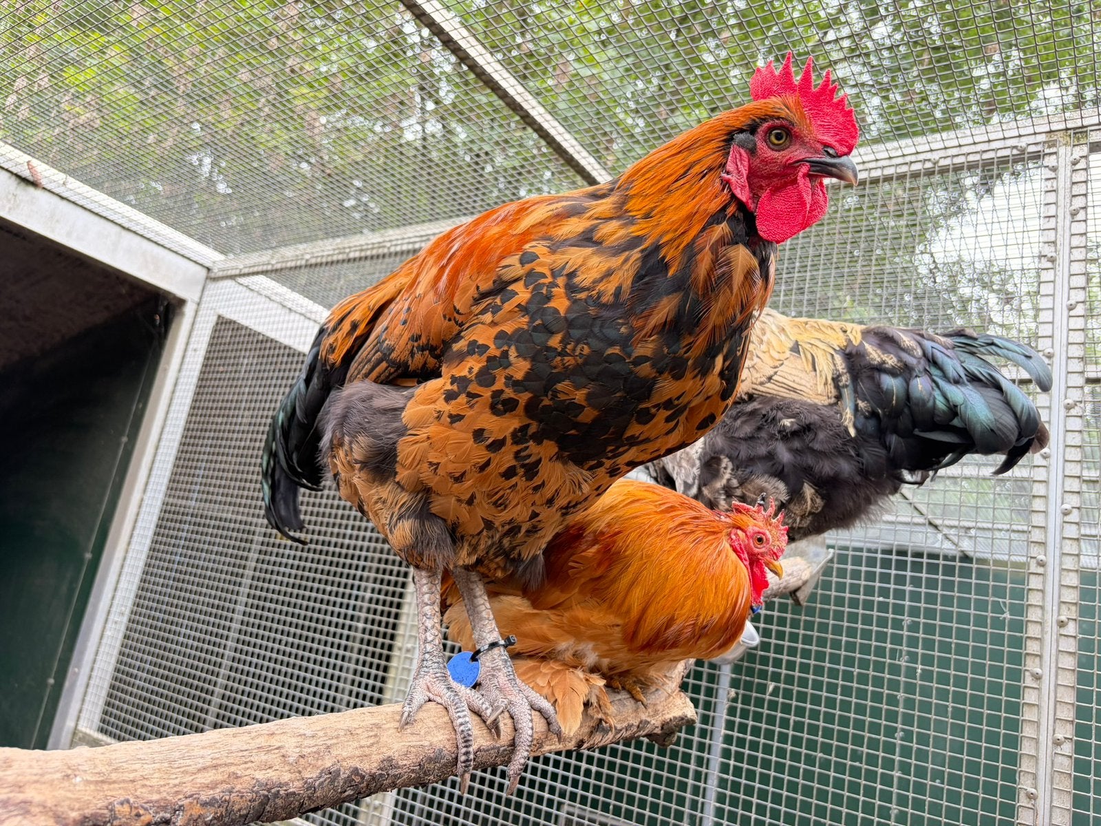 Jasper, mooie grote haan, Mannelijk, Kip