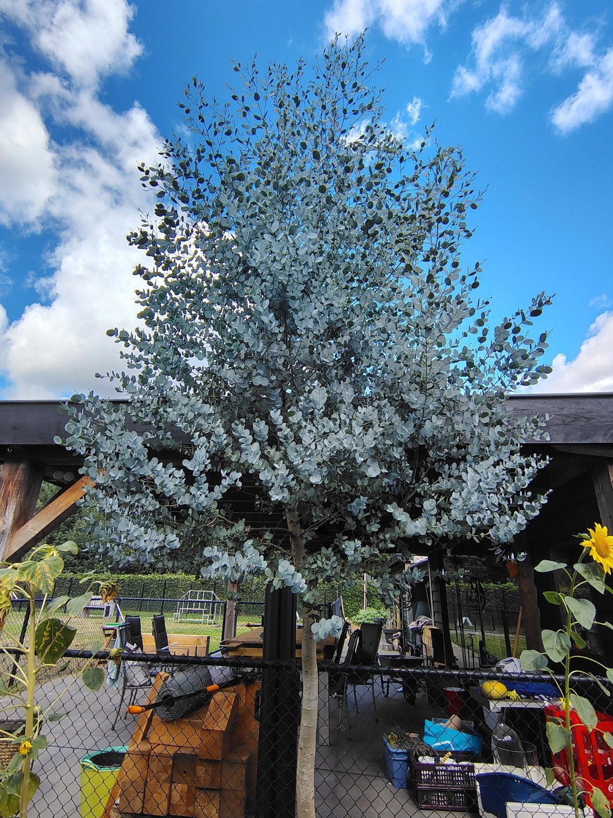 Prachtige, gezonde Eucalyptusboom van 4 meter hoog, Tuin en Terras, Planten | Bomen, Ophalen, Overige soorten, 400 cm of meer