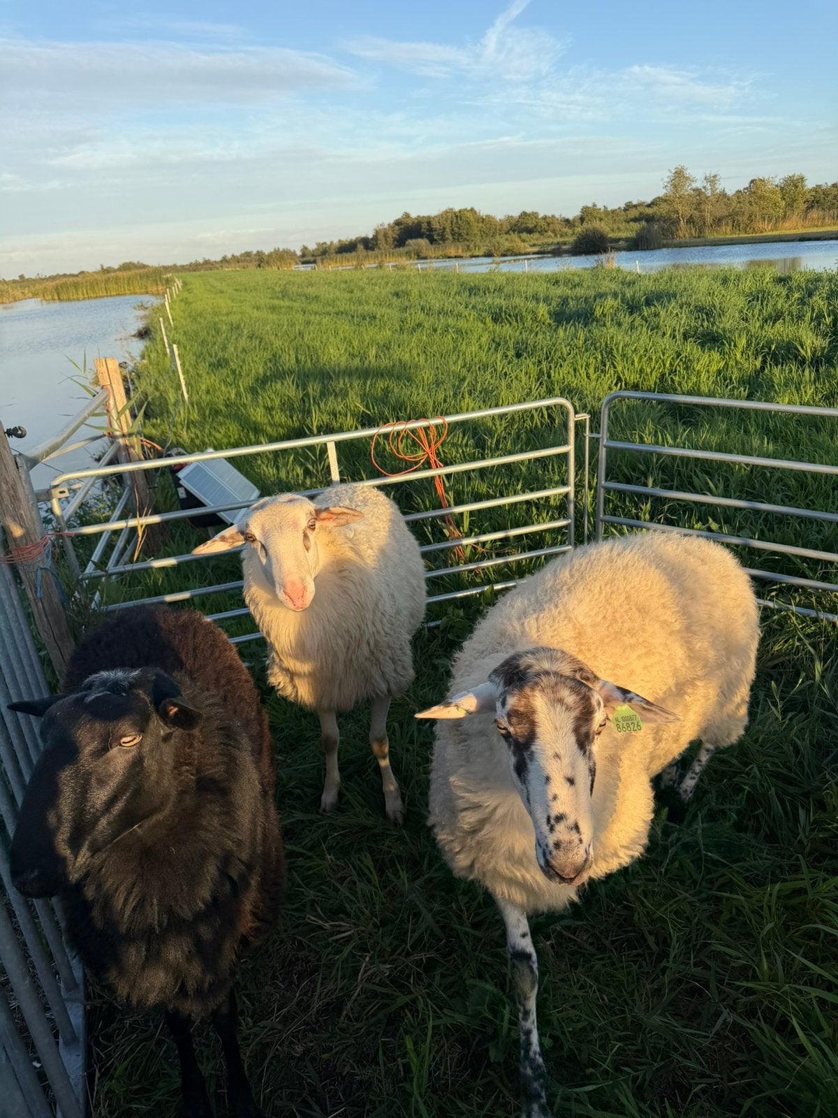 Te huur: schoonebeker dekrammen, Dieren en Toebehoren, Mannelijk, Schaap, 0 tot 2 jaar