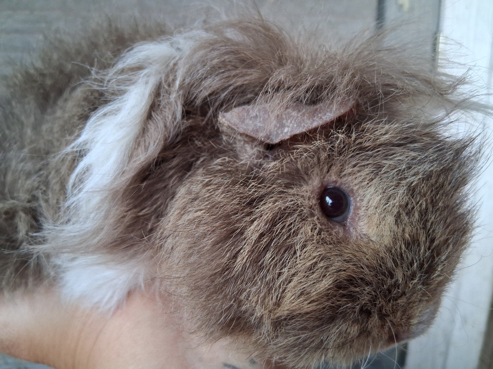 TK lunkarya zeugje, Dieren en Toebehoren, Knaagdieren, Juni, Vrouwelijk, Cavia