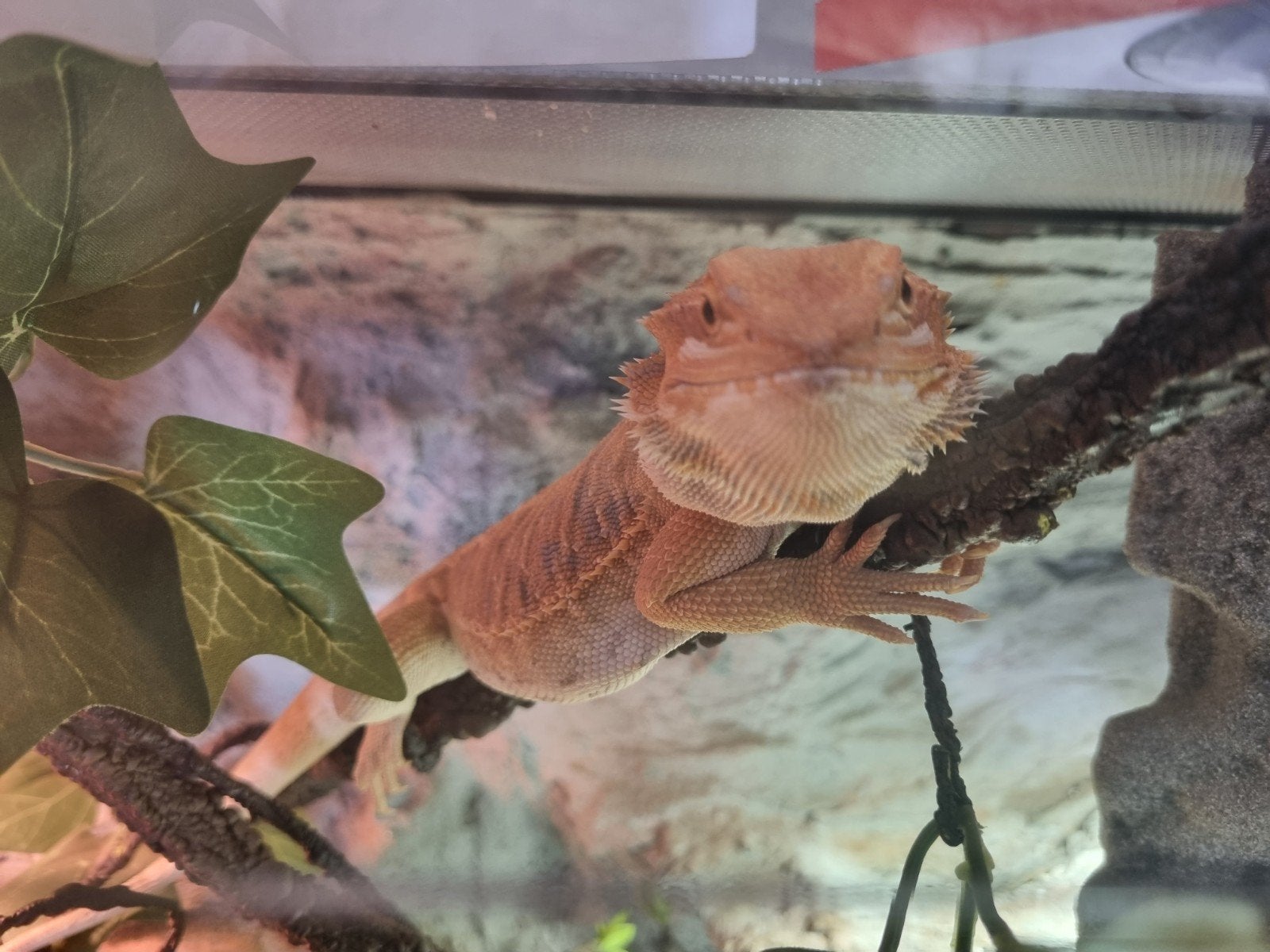 baardagaam inclusief terarium en toebehoren Bearded Dragon photo 11