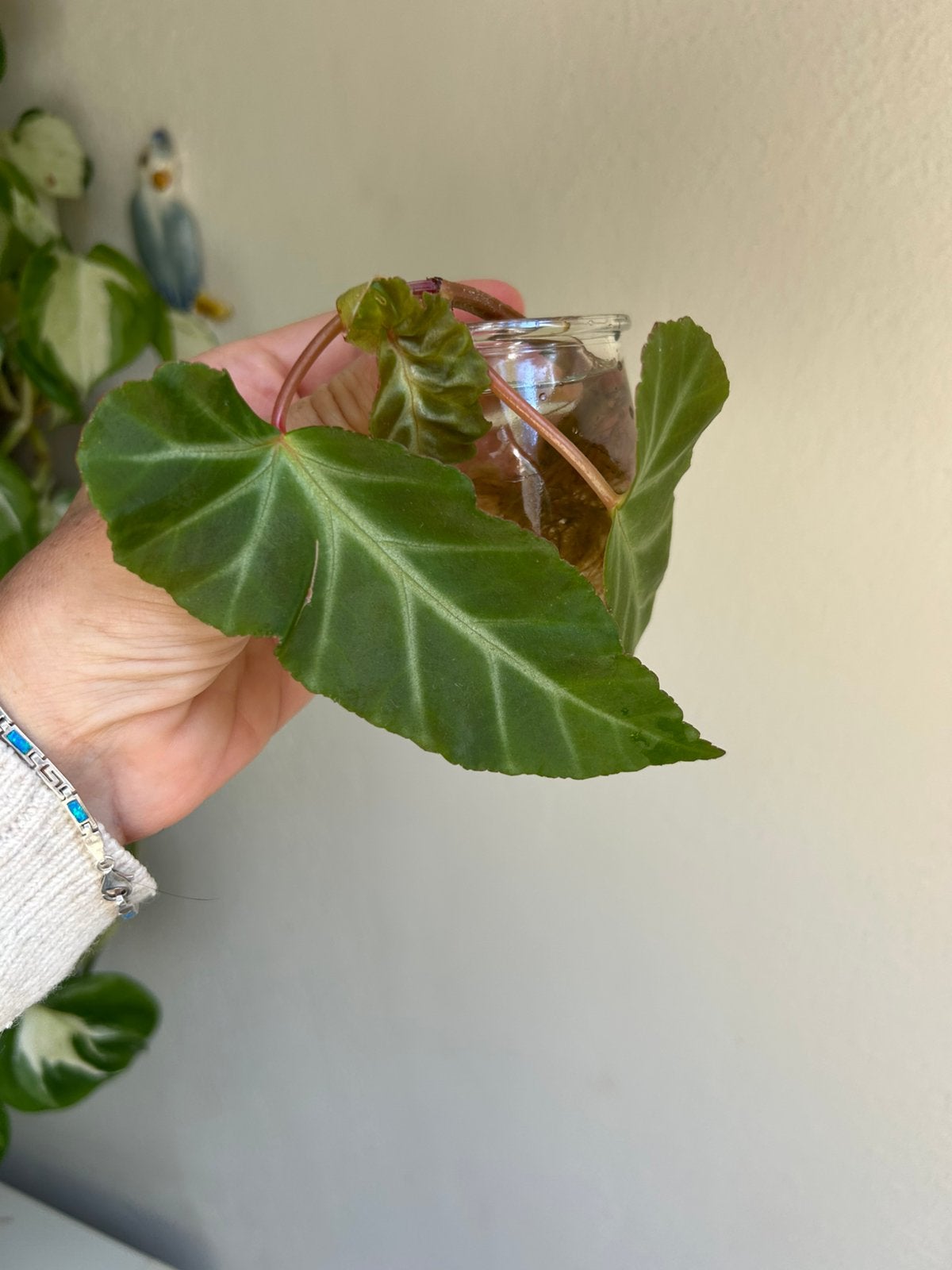 Begonia grey feather, gewortelde kopstek, Ophalen of Verzenden, Halfschaduw, Minder dan 100 cm