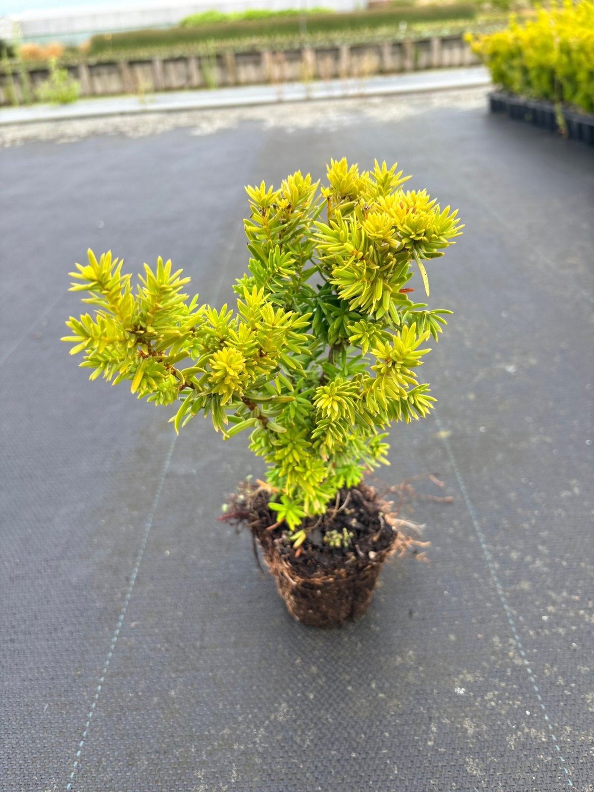 Taxus media 'Densiformis' voor lage hagen, Ophalen of Verzenden, Taxus, Minder dan 100 cm