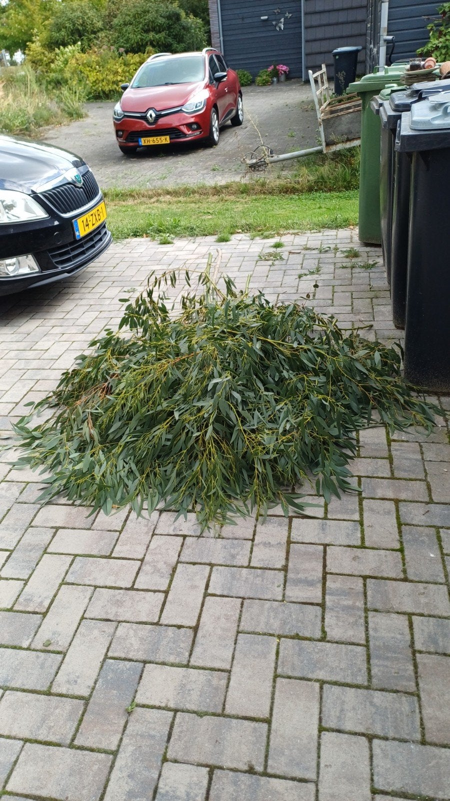 takken van de eucalyptusboom, Ophalen, Bloeit niet, Volle zon, Overige soorten