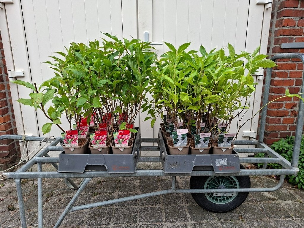 Mooie volle Weigela soorten in pot!, Ophalen, Overige soorten, Volle zon