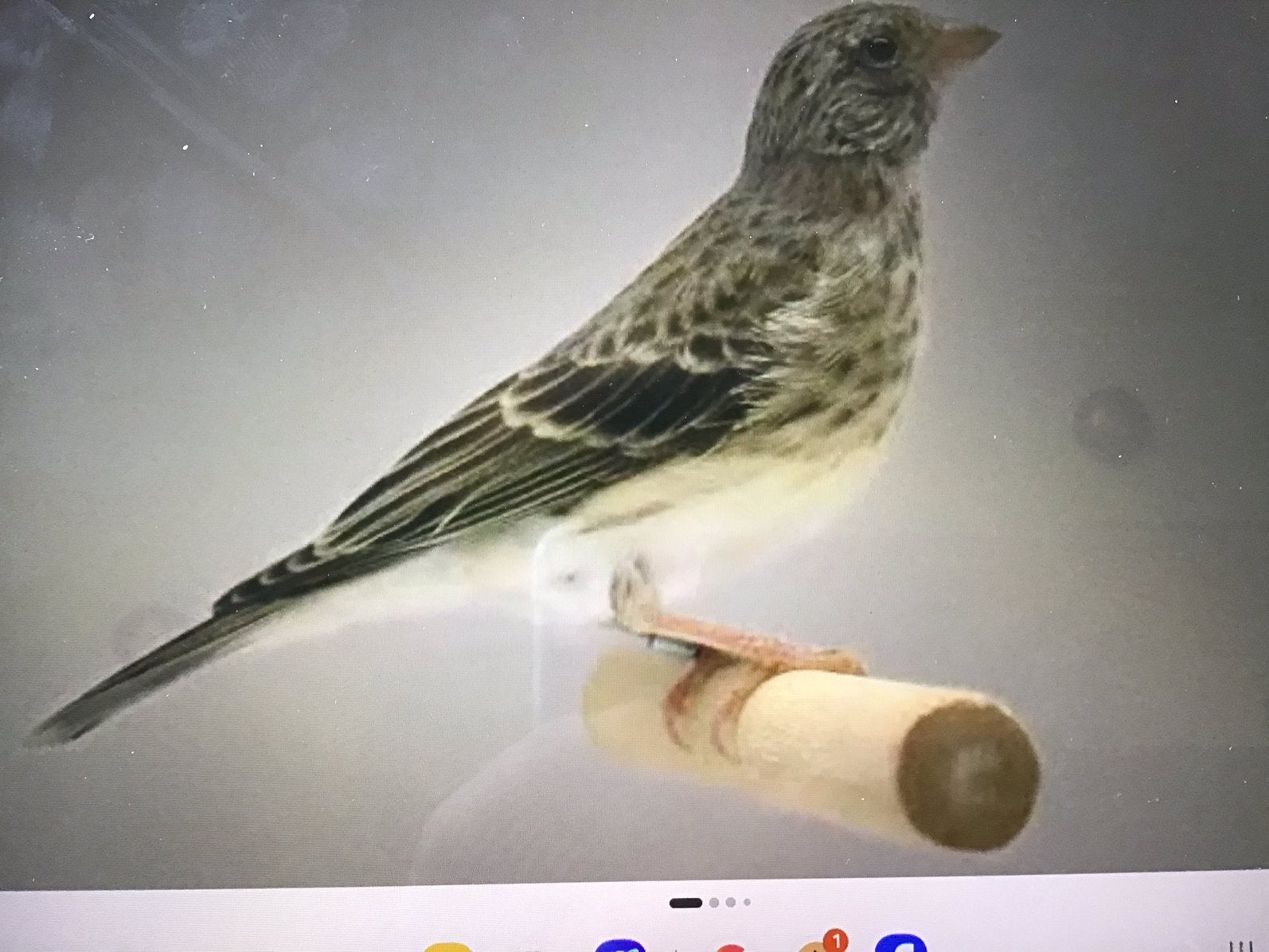 Ik zoek, Mannelijk, Wildzangvogel, Geringd