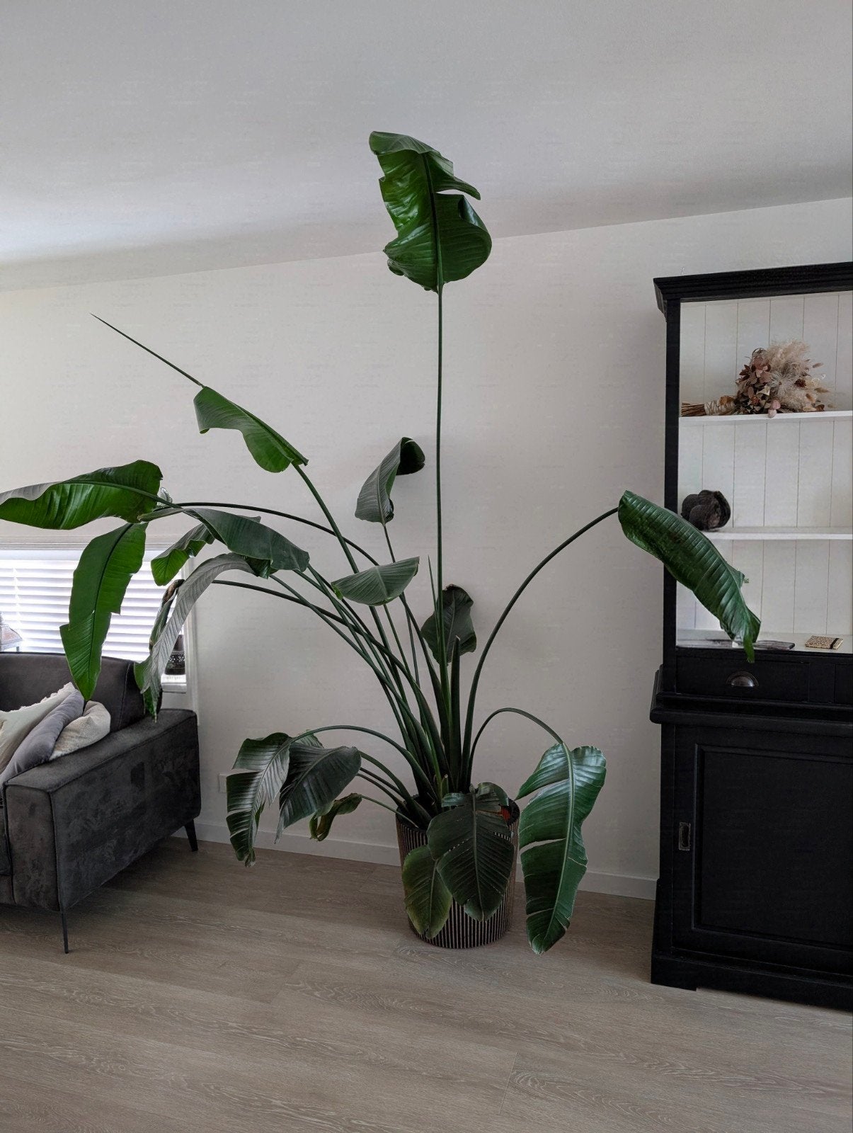 Grote Strelitzia Nicolai (Paradijsvogelplant), Ophalen, 200 cm of meer, Overige soorten, Halfschaduw