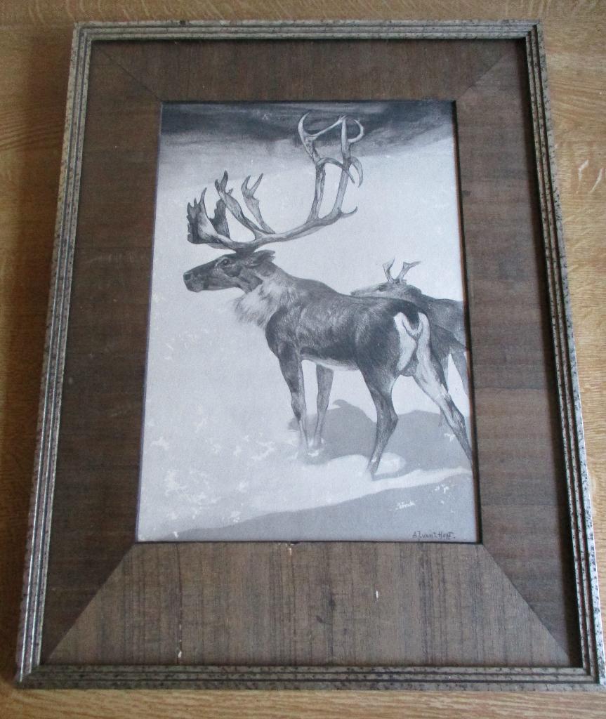 Hoff A.J. van 't Hoff litho Amsterdamse School rendier, Ophalen of Verzenden