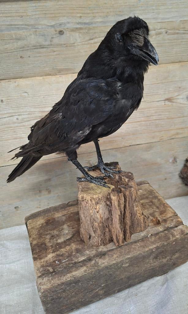 opgezette kraai, Verzamelen, Ophalen of Verzenden, Vogel, Opgezet dier