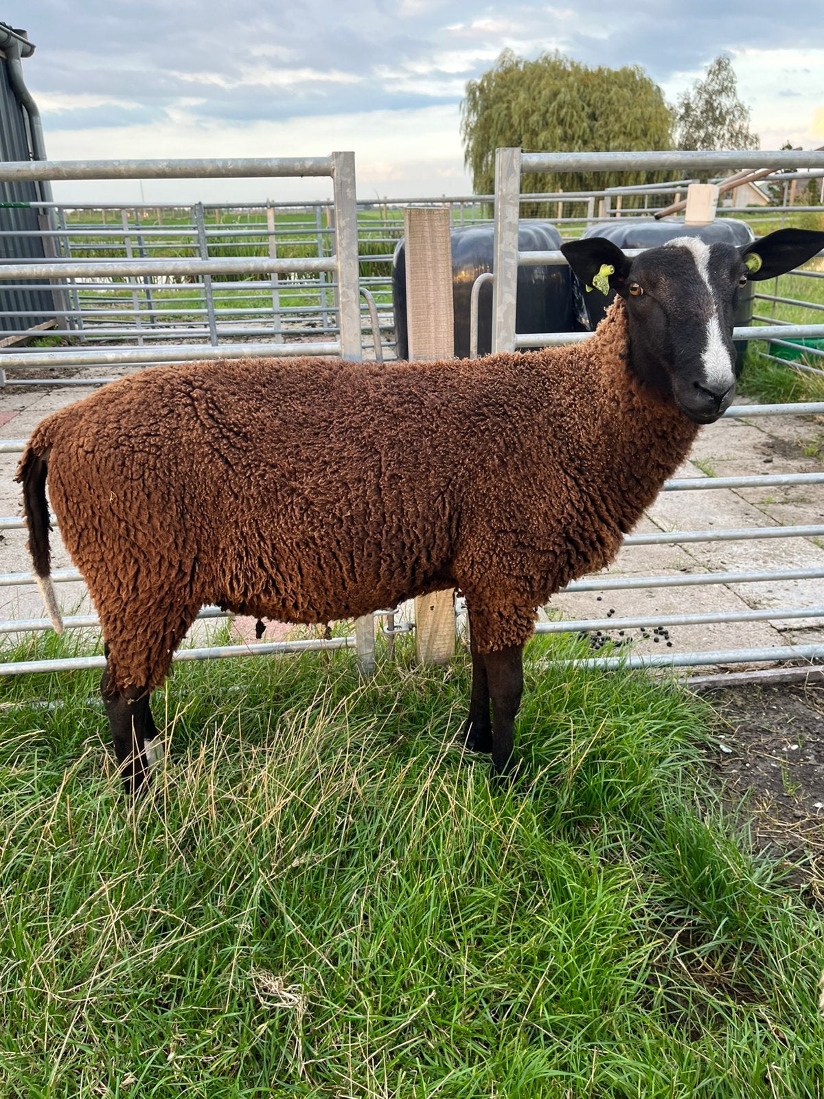 Zwartbles Ramlam NZS register, Dieren en Toebehoren, Mannelijk, Schaap