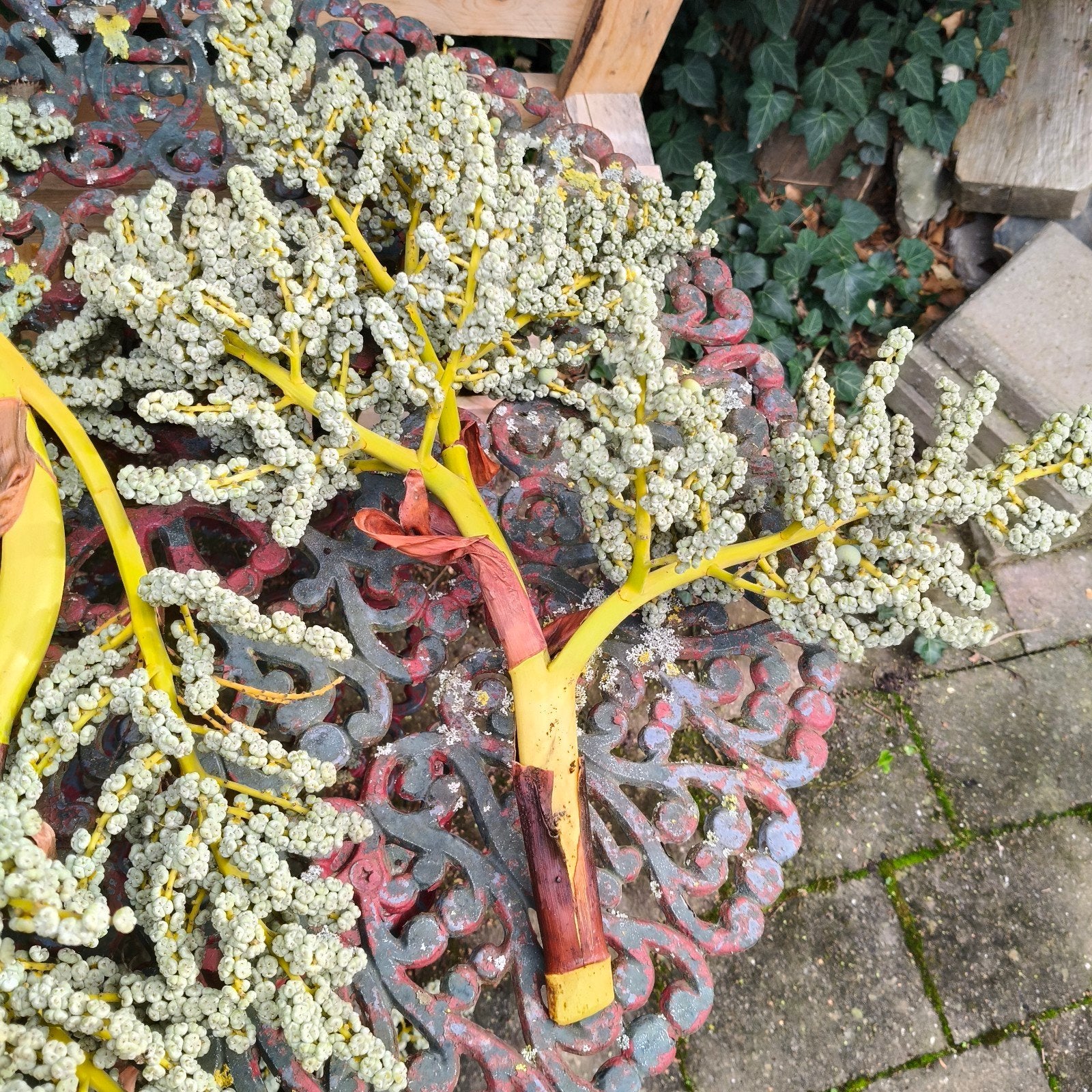 gratis palmtak, Tuin en Terras, Ophalen, Minder dan 100 cm, Overige soorten, Zomer