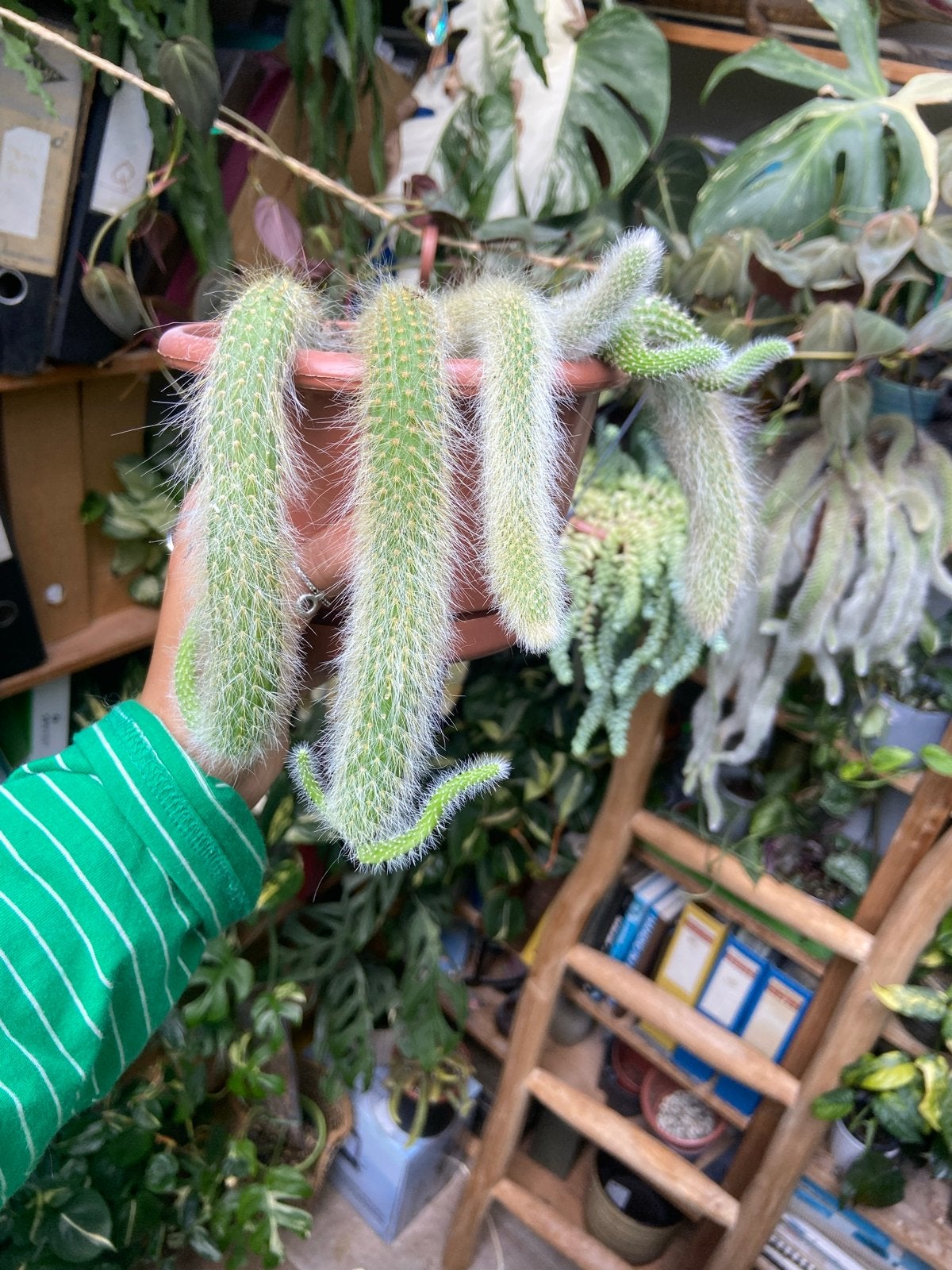 Apenstaartcactus in hangpot - Unieke hangplant, Overige soorten, Volle zon, Vaste plant, Ophalen of Verzenden