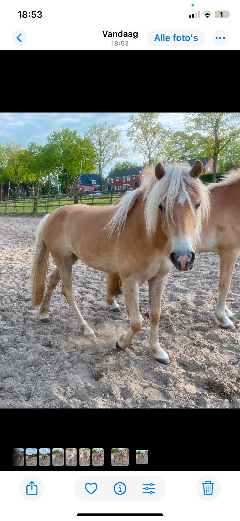 Verzorgpony, Ophalen of Verzenden, Nieuw, Kinderen