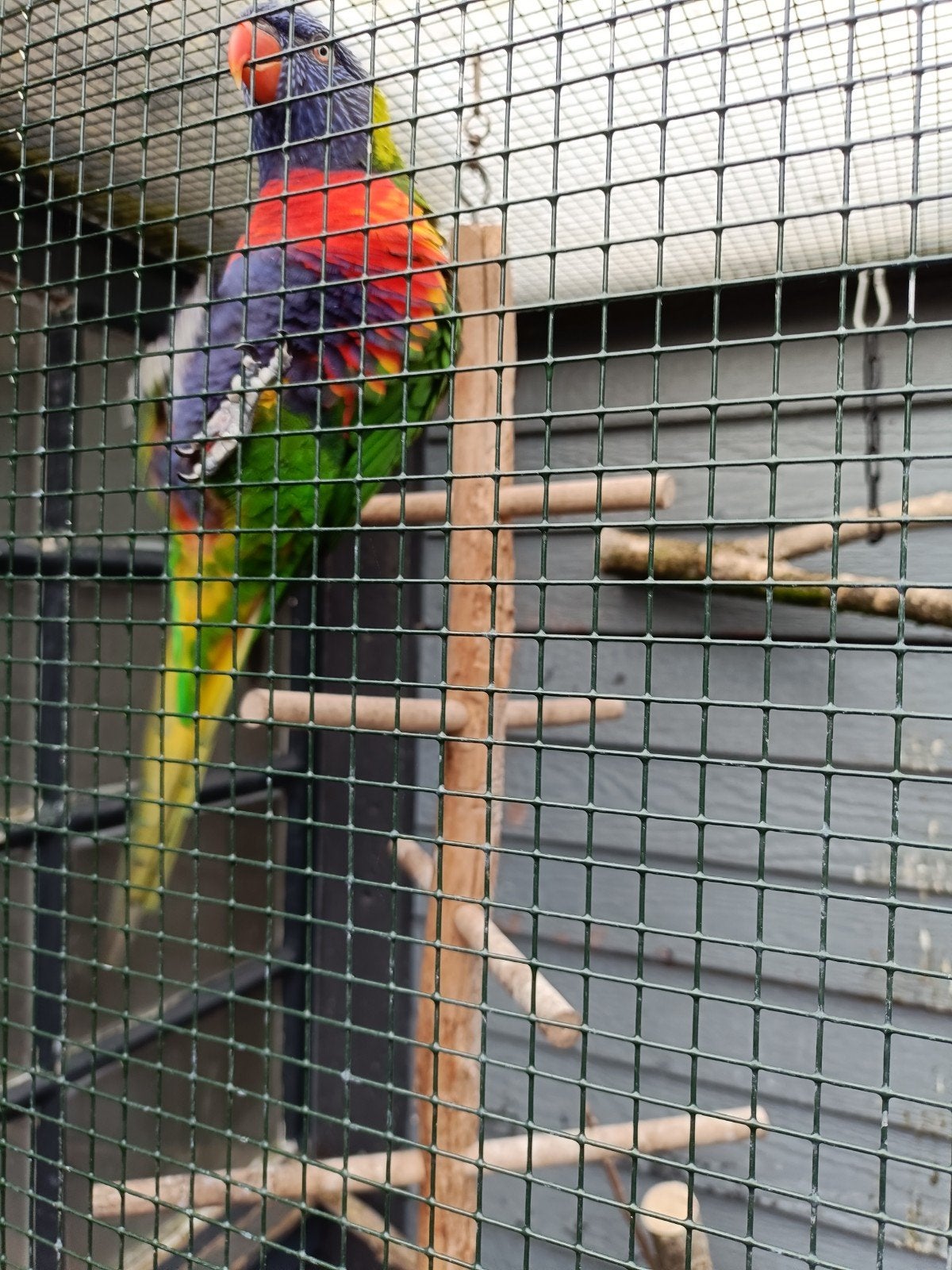 lieve tamme Lori ( man), Dieren en Toebehoren, Mannelijk, Papegaai