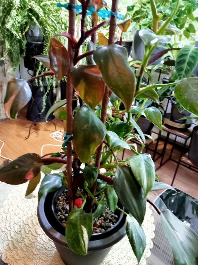 Philodendron, Ophalen, Overige soorten, Halfschaduw, Minder dan 100 cm