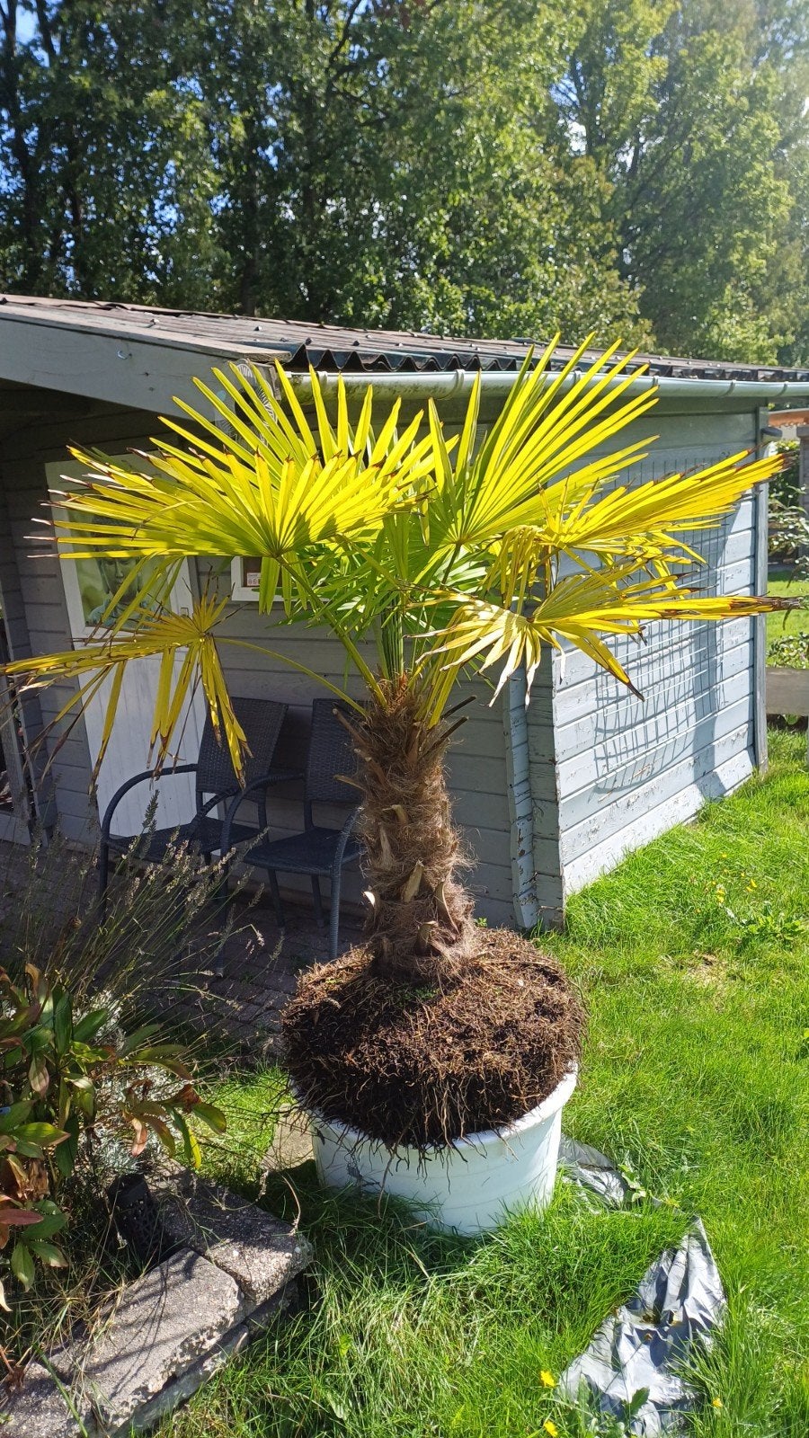 Trachycarpus fortunei stamoogte 1 m, Tuin en Terras, Ophalen, Gehele jaar, Halfschaduw
