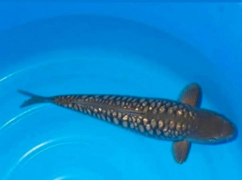Supergoede aragoke van marusei koi farm, Karper of Koi