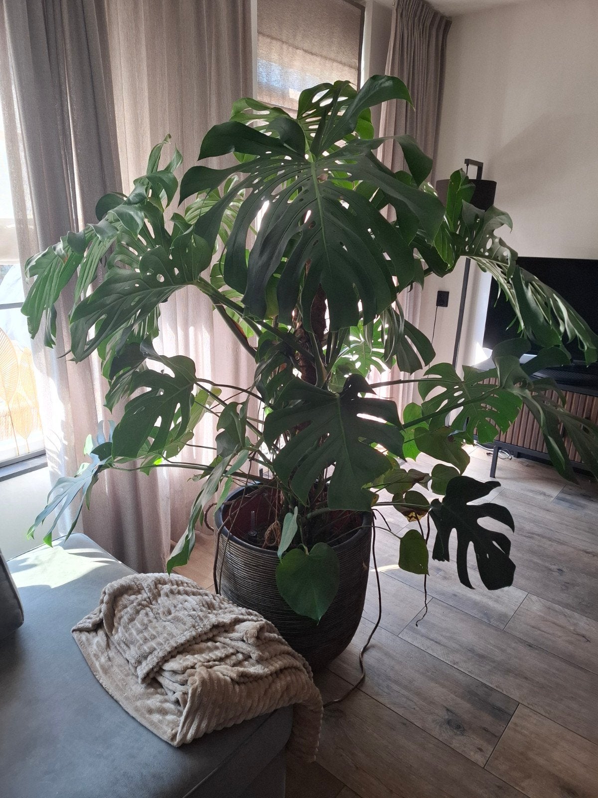 Grote en gezonde Monstera Deliciosa kamerplant, Huis en Inrichting, Ophalen, Overige soorten, Halfschaduw, In pot