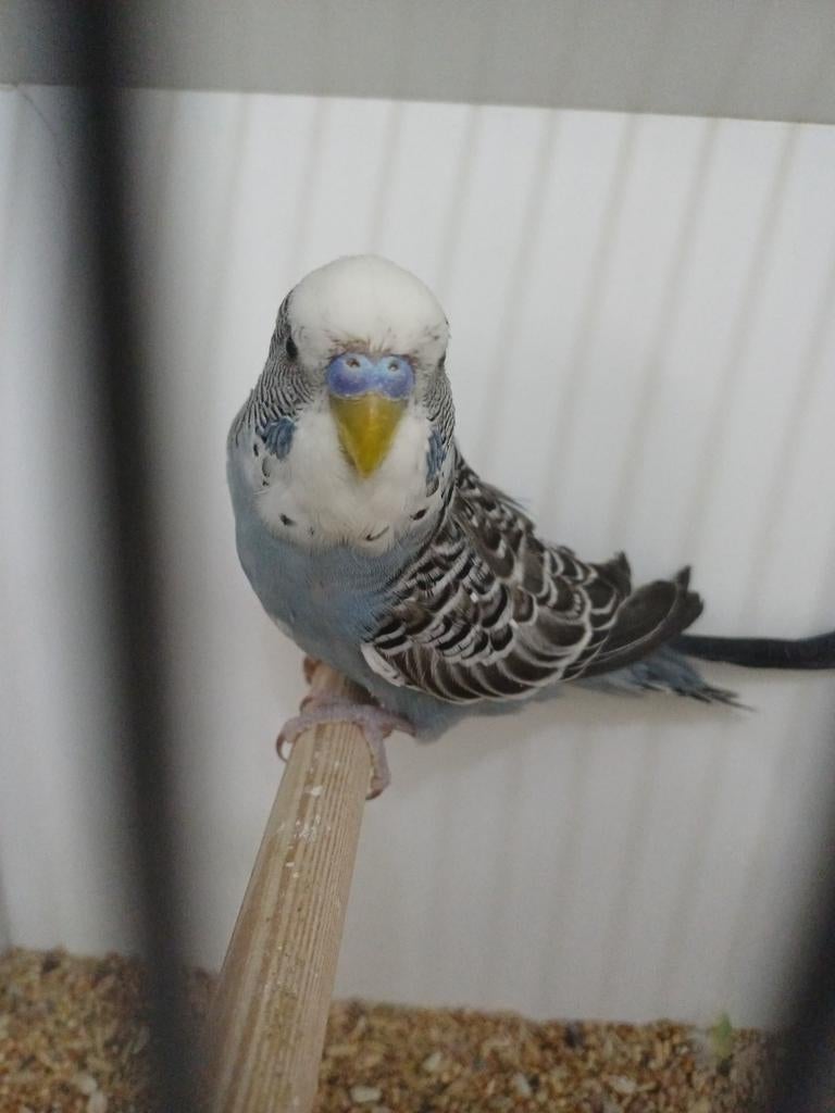 Grasparkiet man plit antraciet, Mannelijk, Parkiet