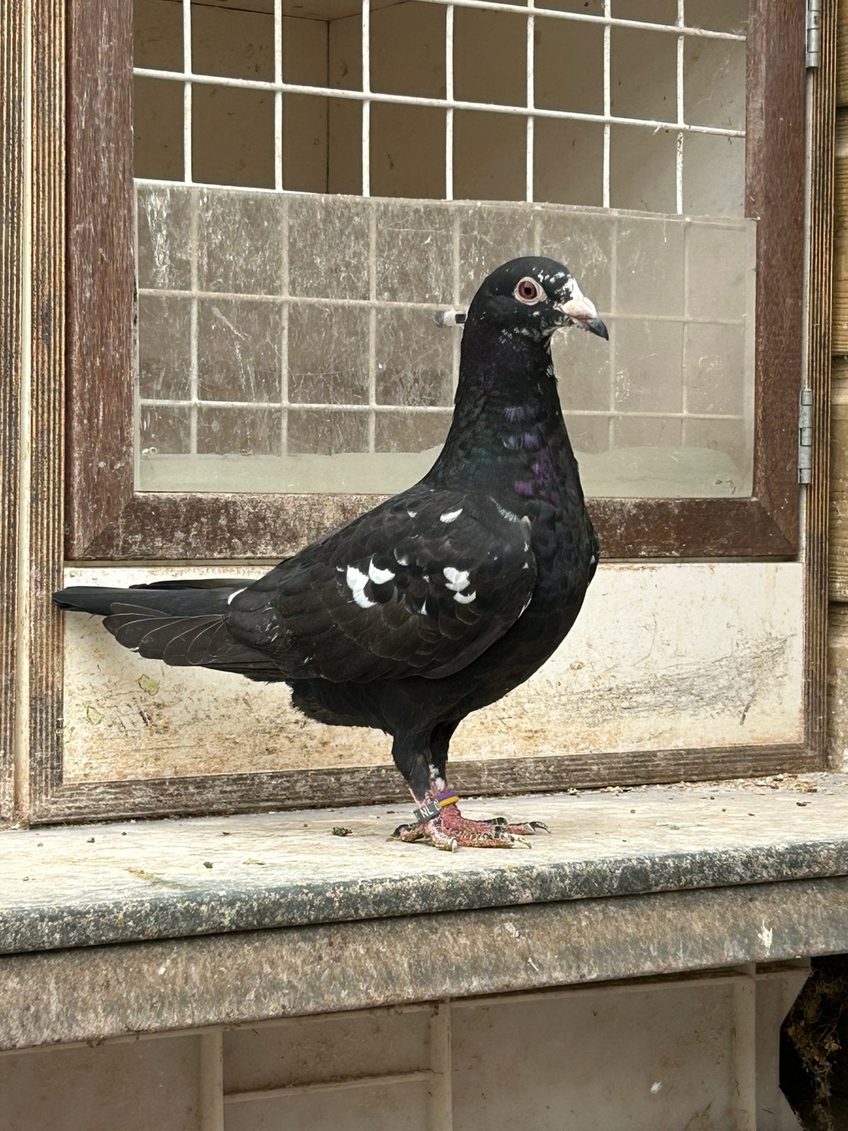 Kleurpostduif, getijgerd, 2026, Dieren en Toebehoren, Vogels | Duiven, Geslacht onbekend, Postduif