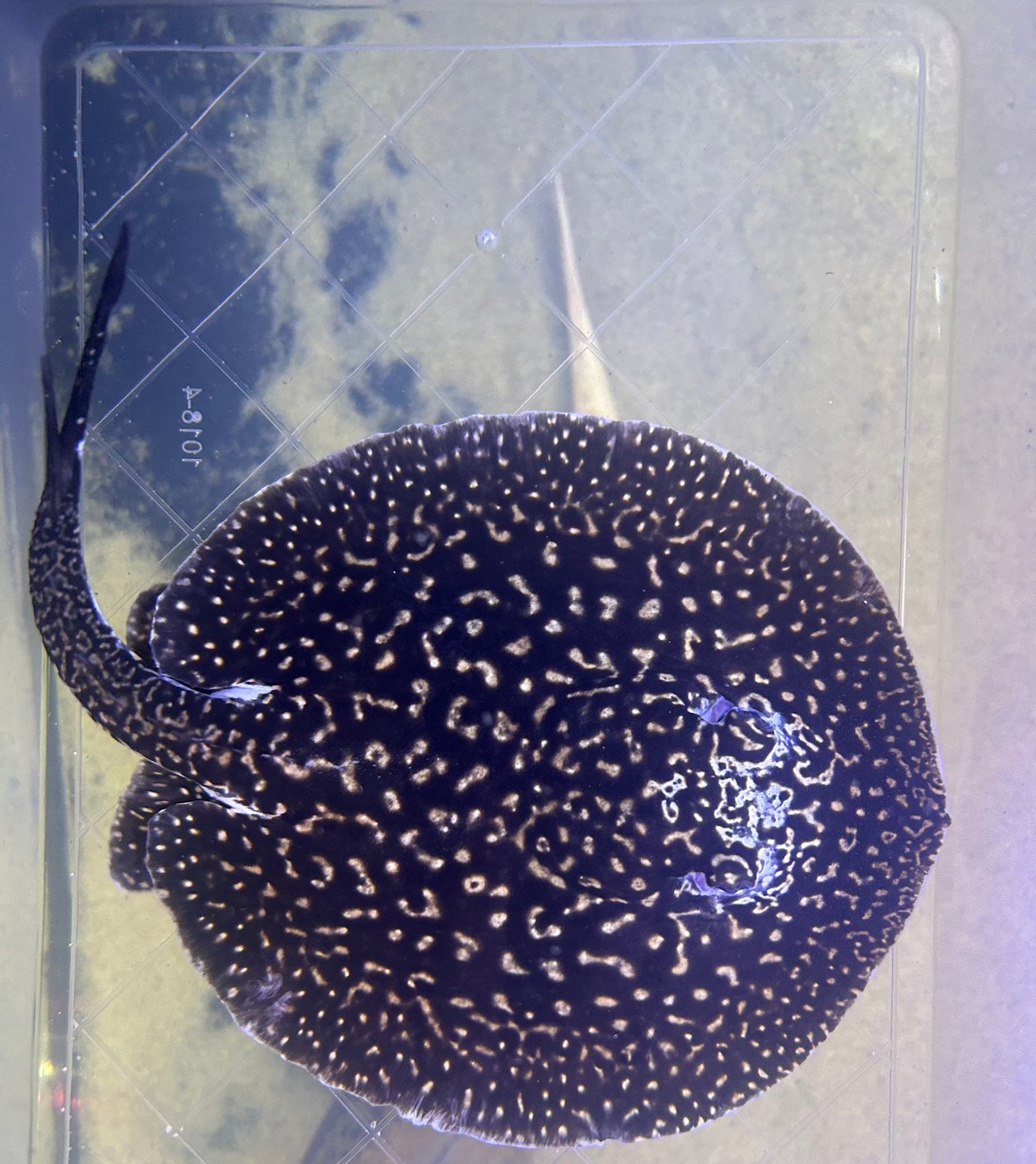 Potamotrygon  rog piebald vrouw, Dieren en Toebehoren, Vis