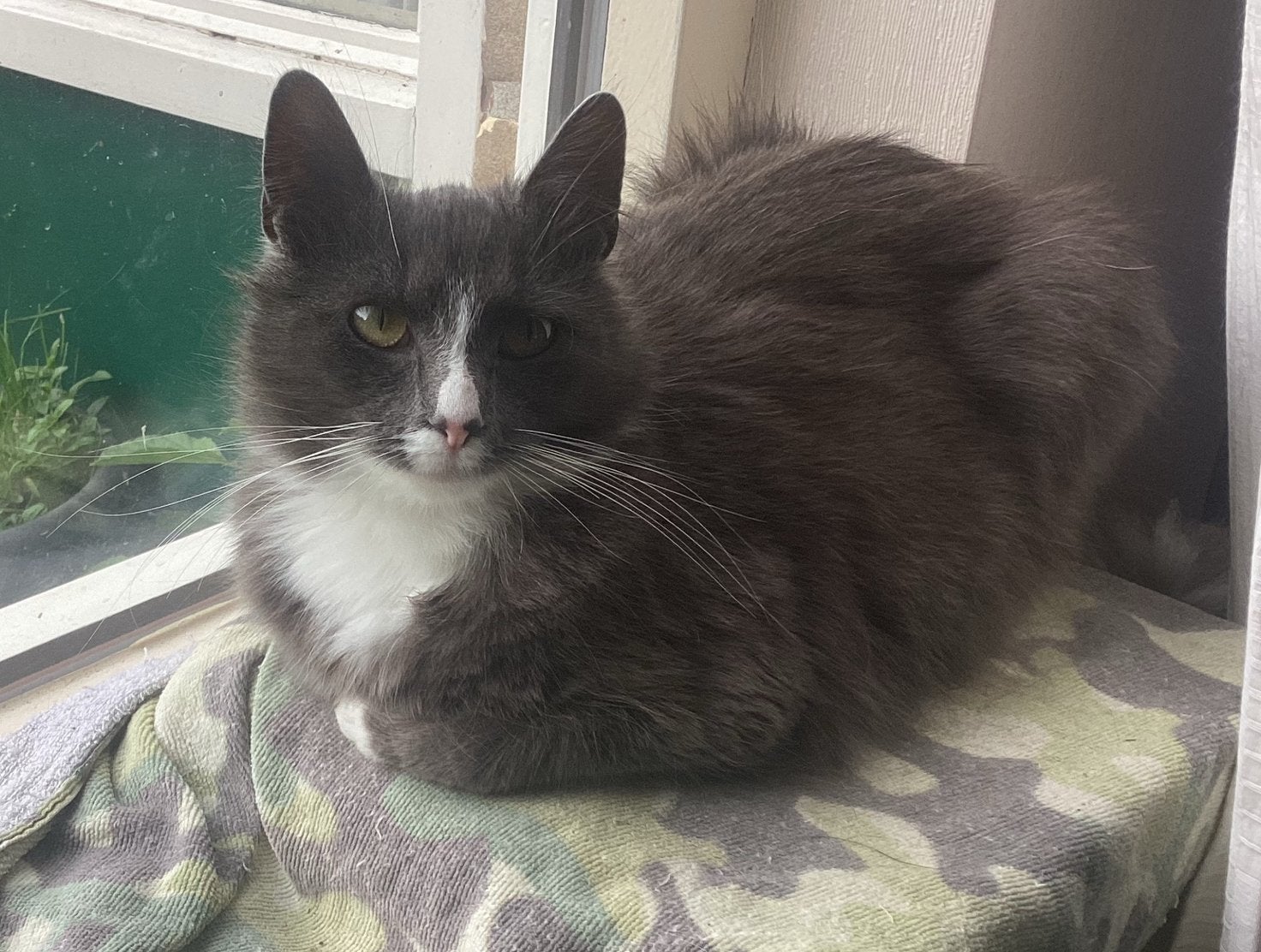 Poes zoekt een nieuw huisje, Dieren en Toebehoren, Poes, Gechipt, 3 tot 5 jaar