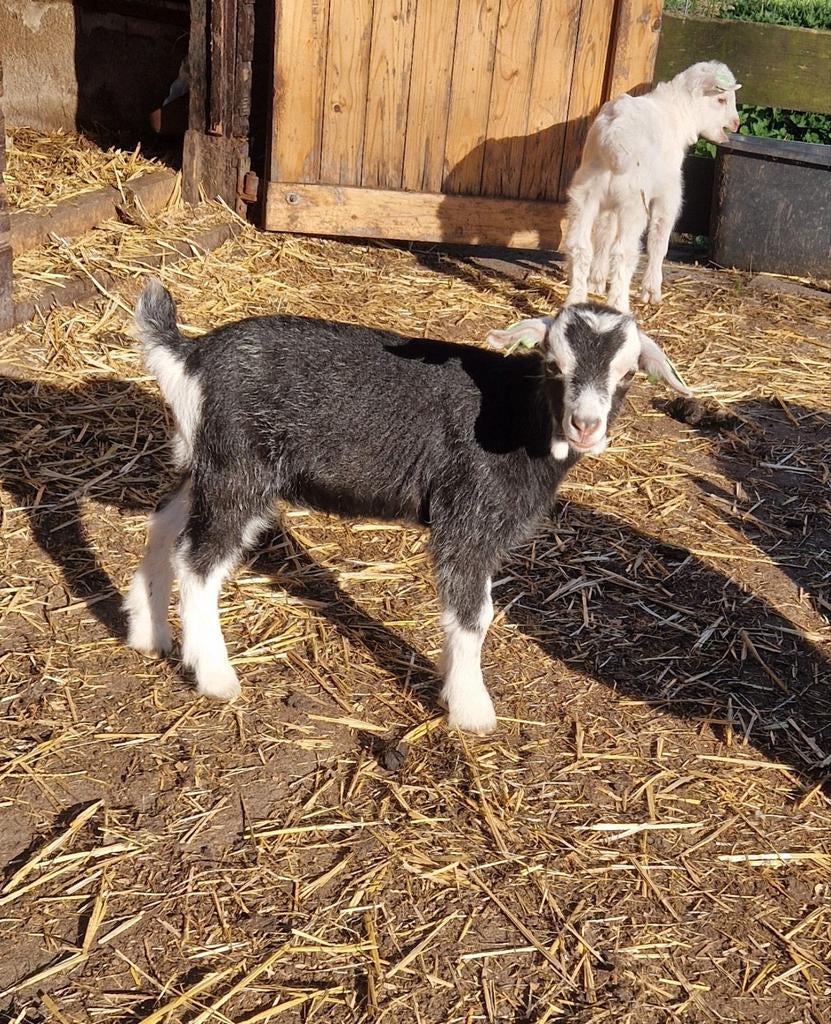 2 Dwerggeit bokjes te koop, Dieren en Toebehoren, Schapen, Geiten en Varkens, Mannelijk, Geit, 0 tot 2 jaar