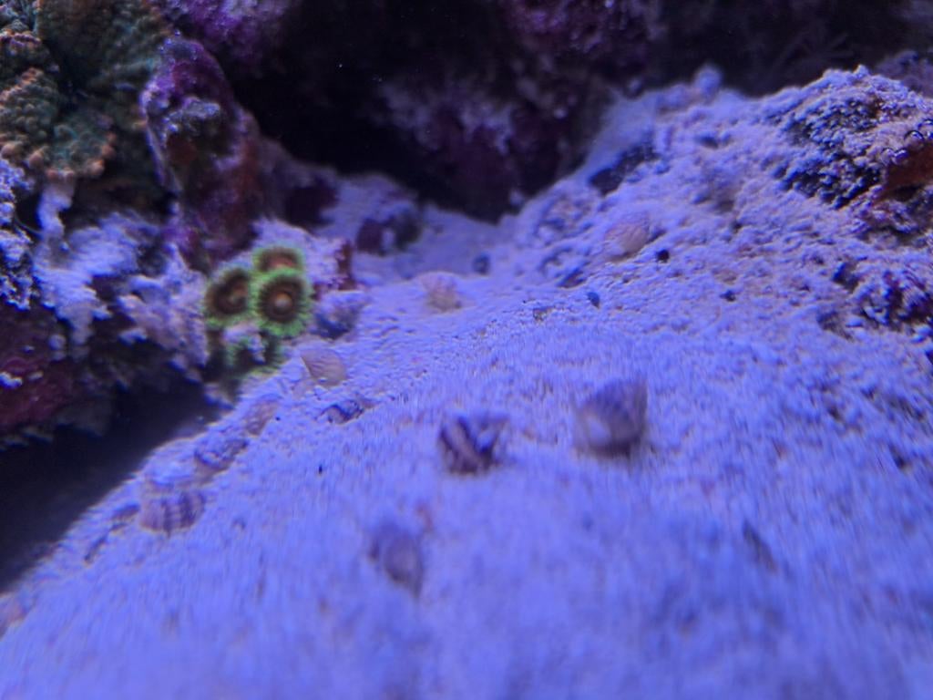 Nassarius spec (klein) - Mini zee aquarium slakken, Slak of Weekdier, Zoutwatervis, Schoolvis