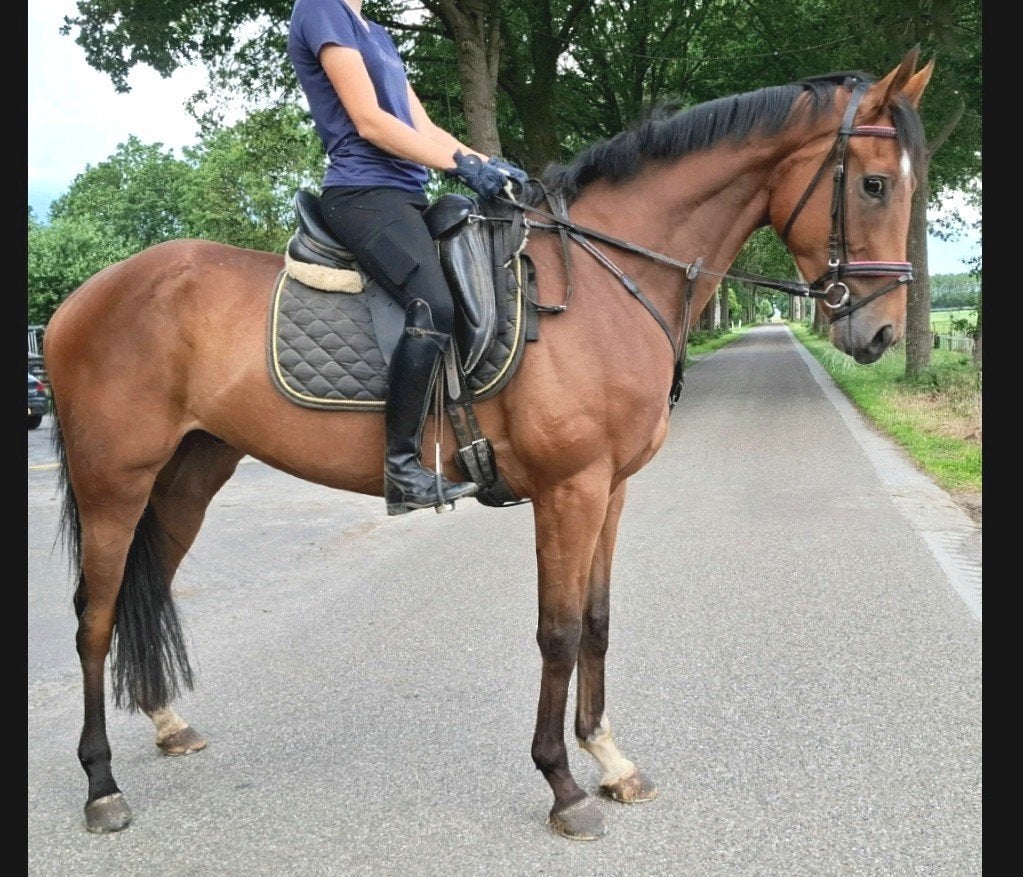Topbrave 4,5 jr +7jr ruin 1,67 mtr(recreatie-manege-sport), Dieren en Toebehoren, Paarden, Ruin, B, 165 tot 170 cm, 3 tot 6 jaar