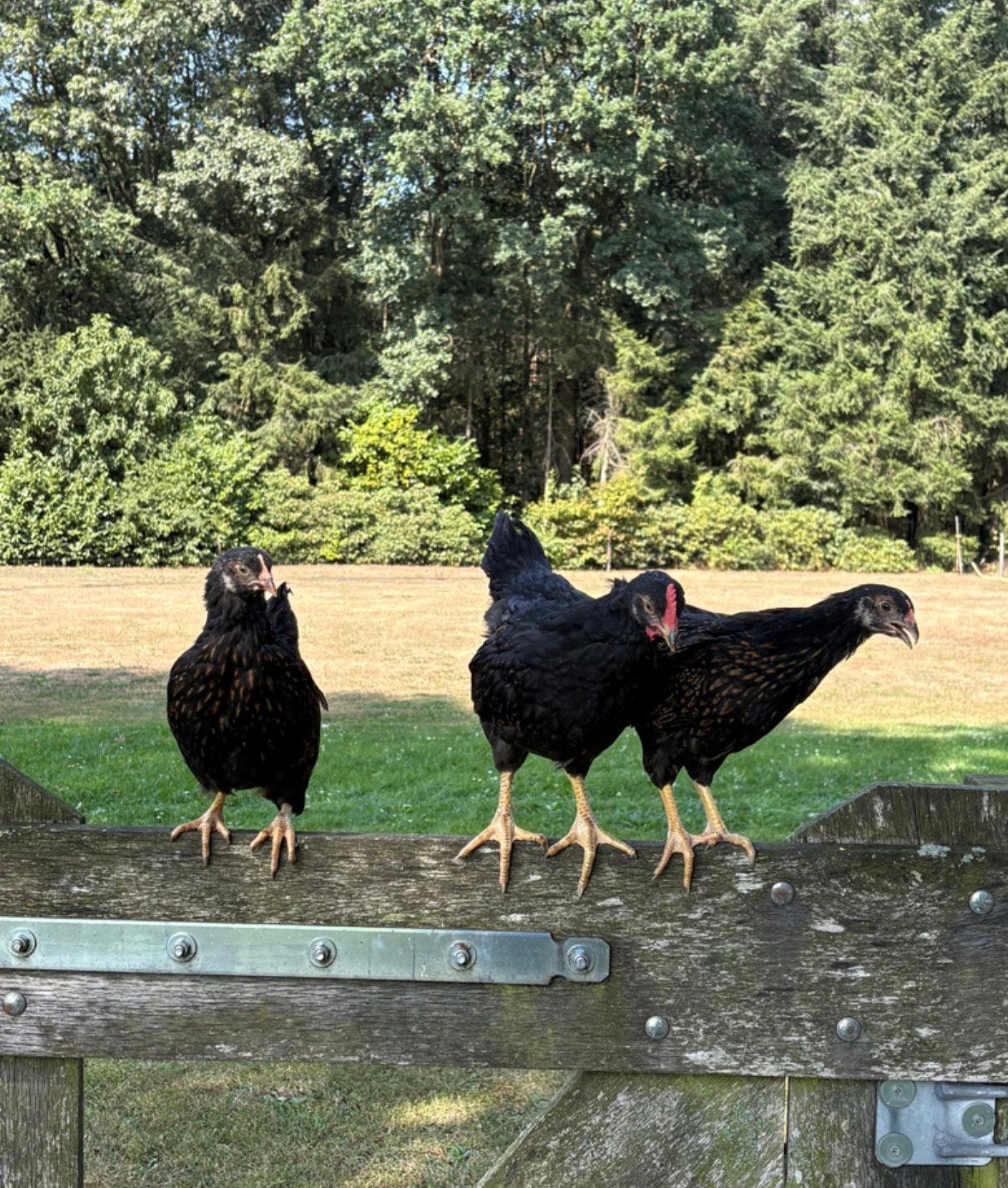 Dubbelgezoomde Barnevelders, Dieren en Toebehoren, Pluimvee, Meerdere dieren, Kip