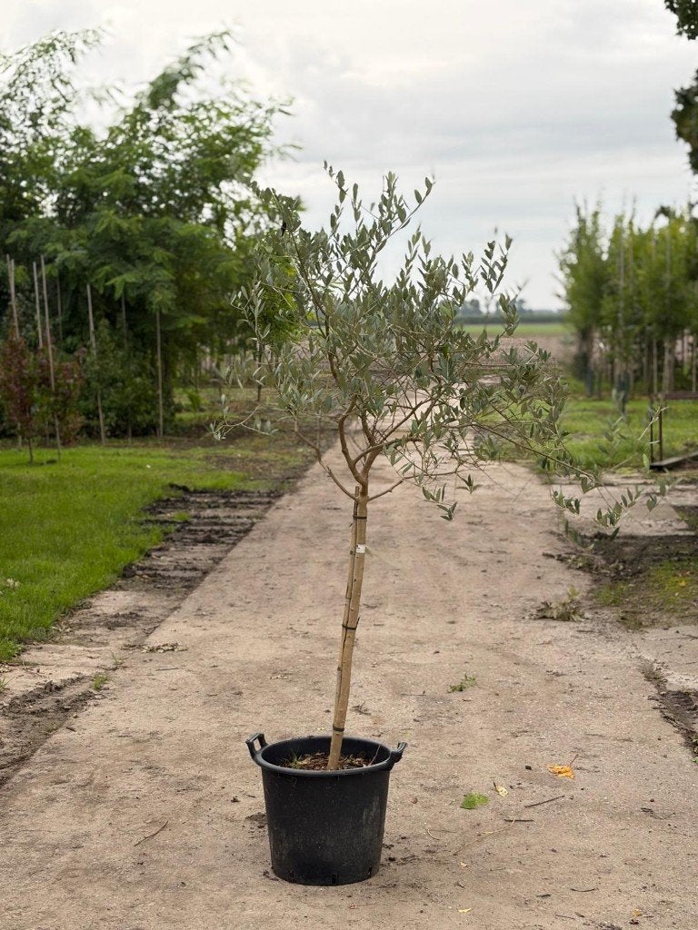 olijfboompje, 100 tot 250 cm, Ophalen, Volle zon, In pot