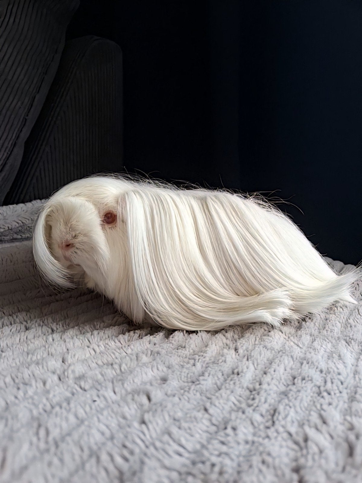 Prachtige peruvian zeug ( fok en show geschikt ), Dieren en Toebehoren, Cavia, Juli, Vrouwelijk, Tam