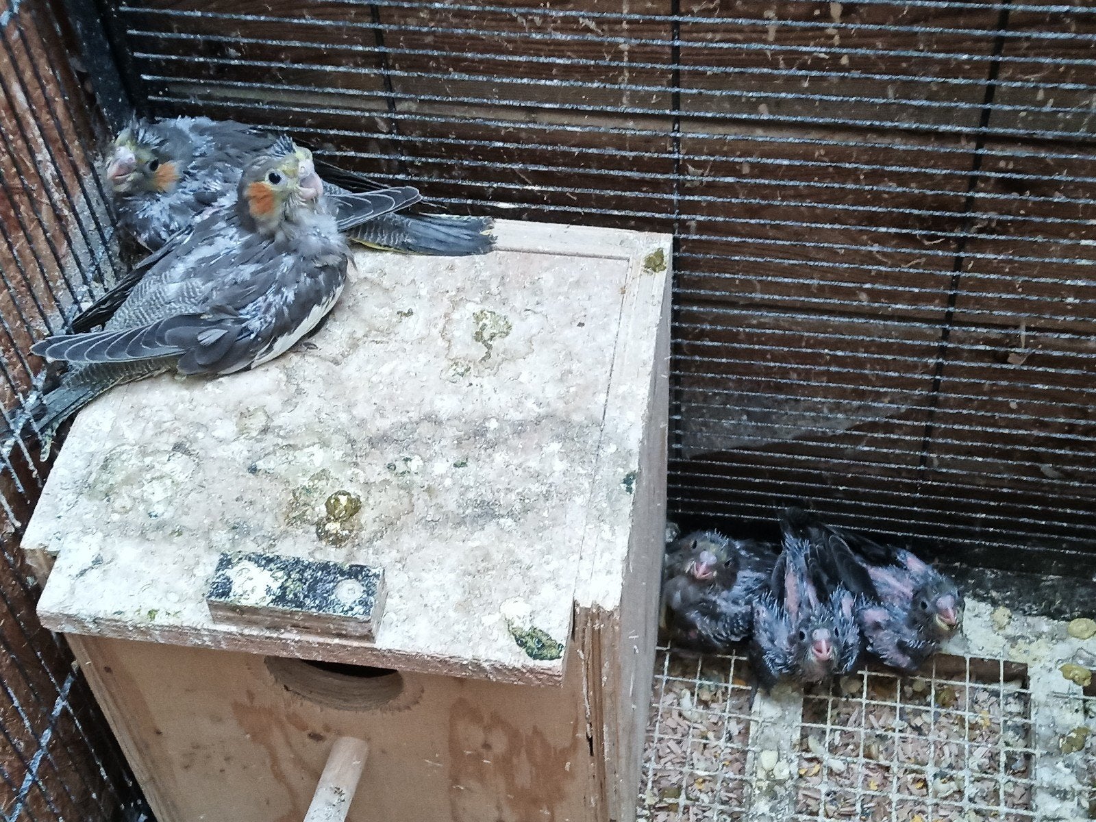 Jonge wildkleur valkparkieten te koop, Dieren en Toebehoren, Vogels | Duiven, Geslacht onbekend, Overige soorten
